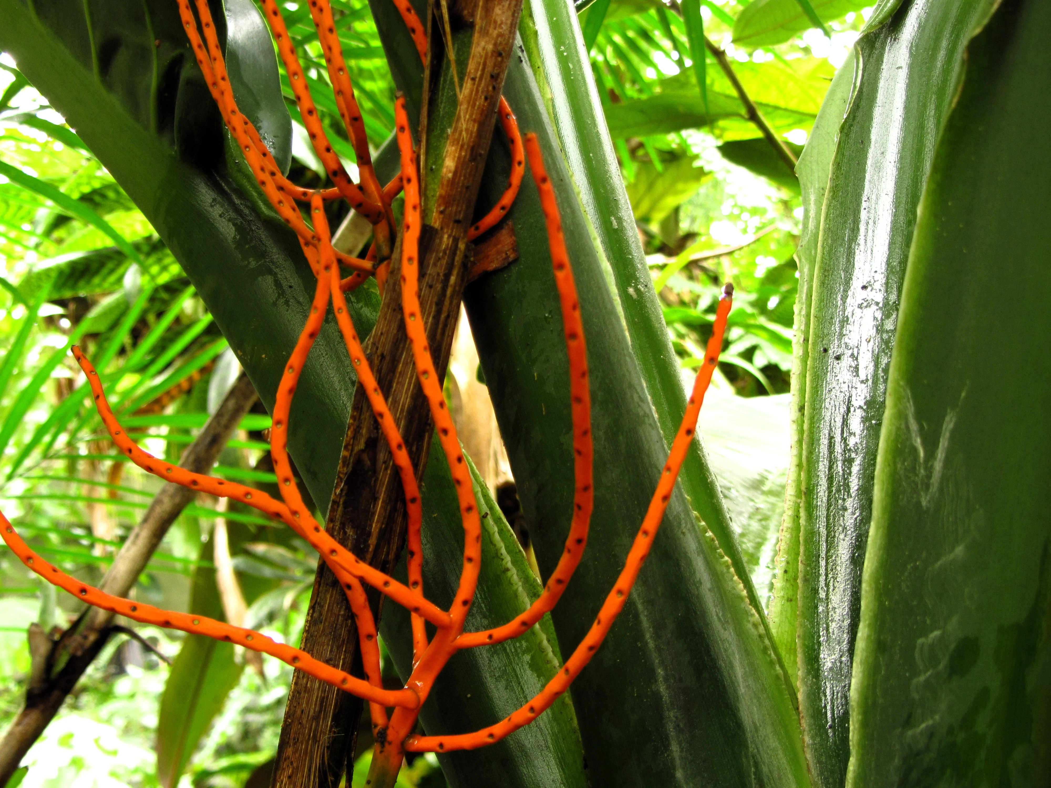 5 BAMBOO PALM Chamaedorea Seifrizii Reed or Parlor Palm Tree Sun Shade Houseplant Seeds - Image 13