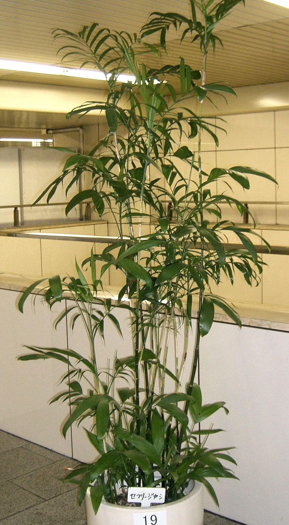 5 BAMBOO PALM Chamaedorea Seifrizii Reed or Parlor Palm Tree Sun Shade Houseplant Seeds - Image 14