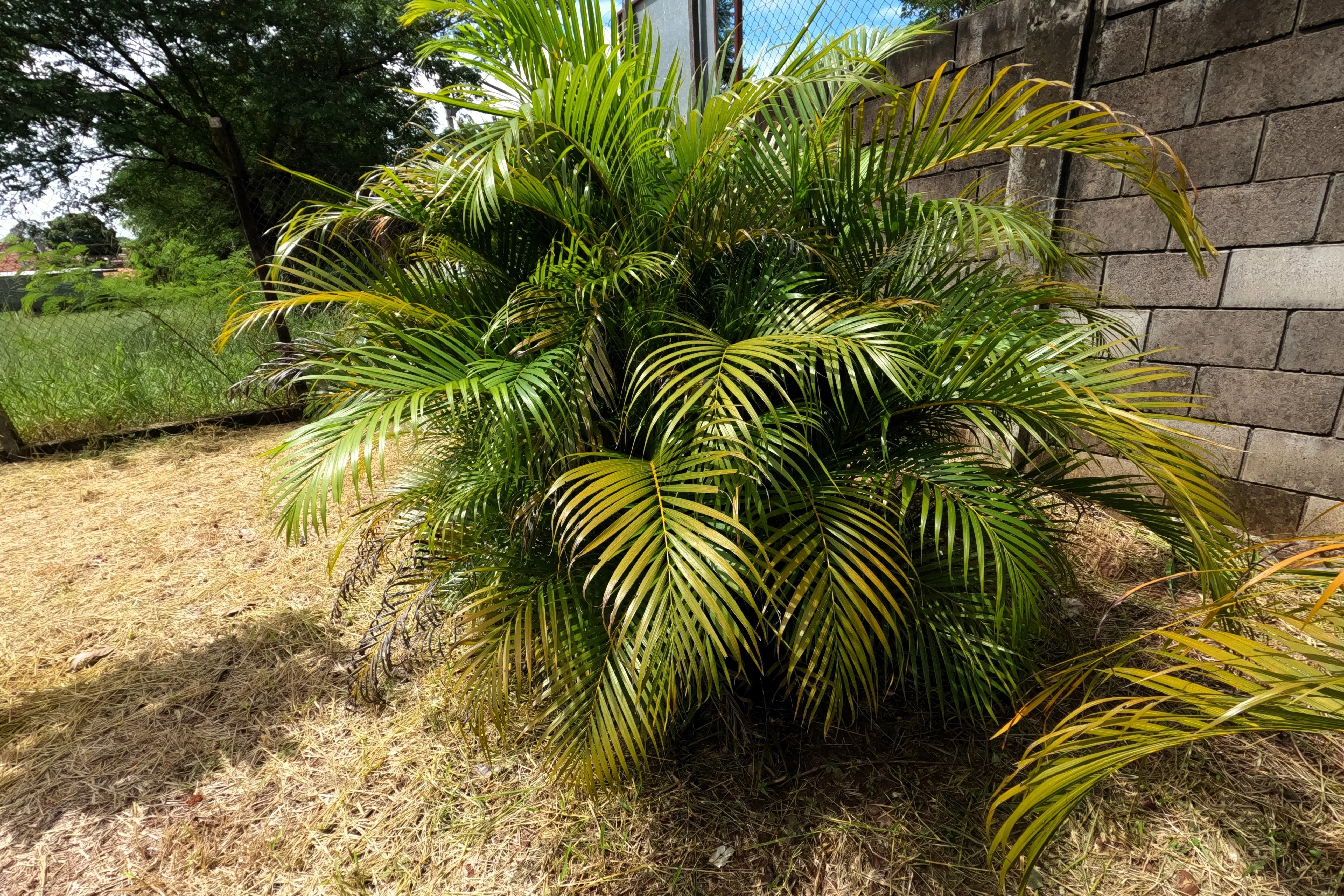 5 BAMBOO PALM Chamaedorea Seifrizii Reed or Parlor Palm Tree Sun Shade Houseplant Seeds - Image 2