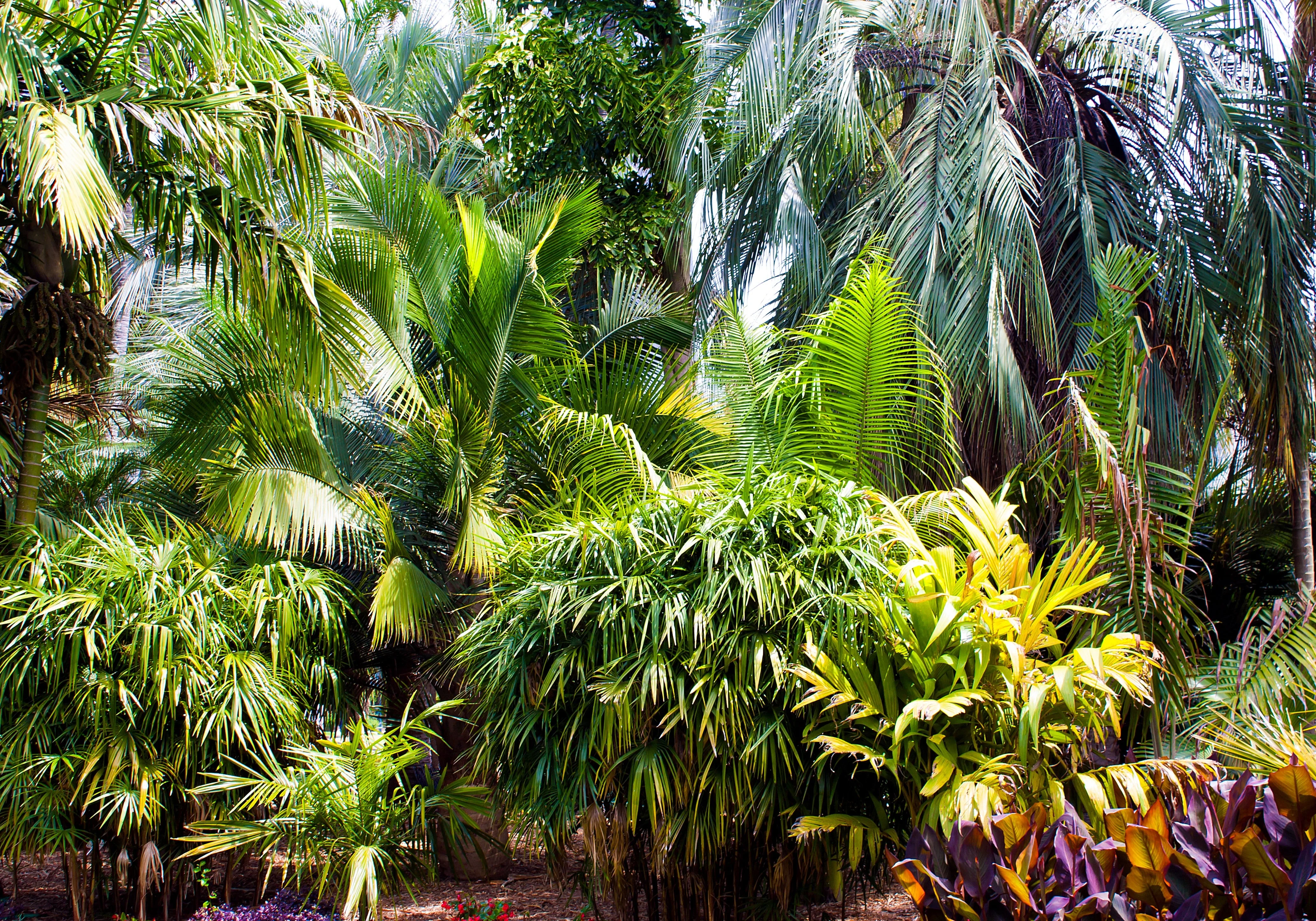 5 BAMBOO PALM Chamaedorea Seifrizii Reed or Parlor Palm Tree Sun Shade Houseplant Seeds - Image 3