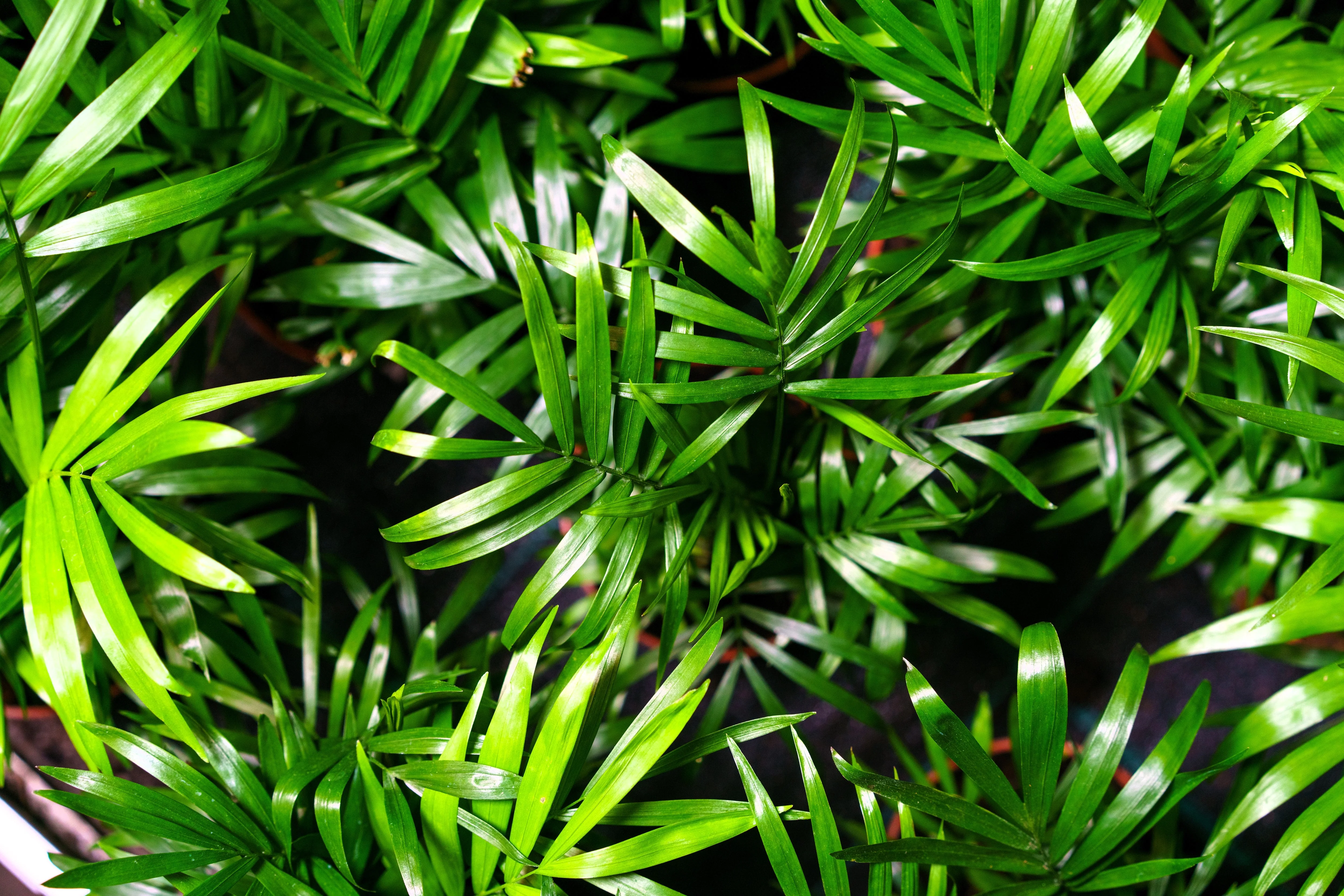 5 BAMBOO PALM Chamaedorea Seifrizii Reed or Parlor Palm Tree Sun Shade Houseplant Seeds - Image 4