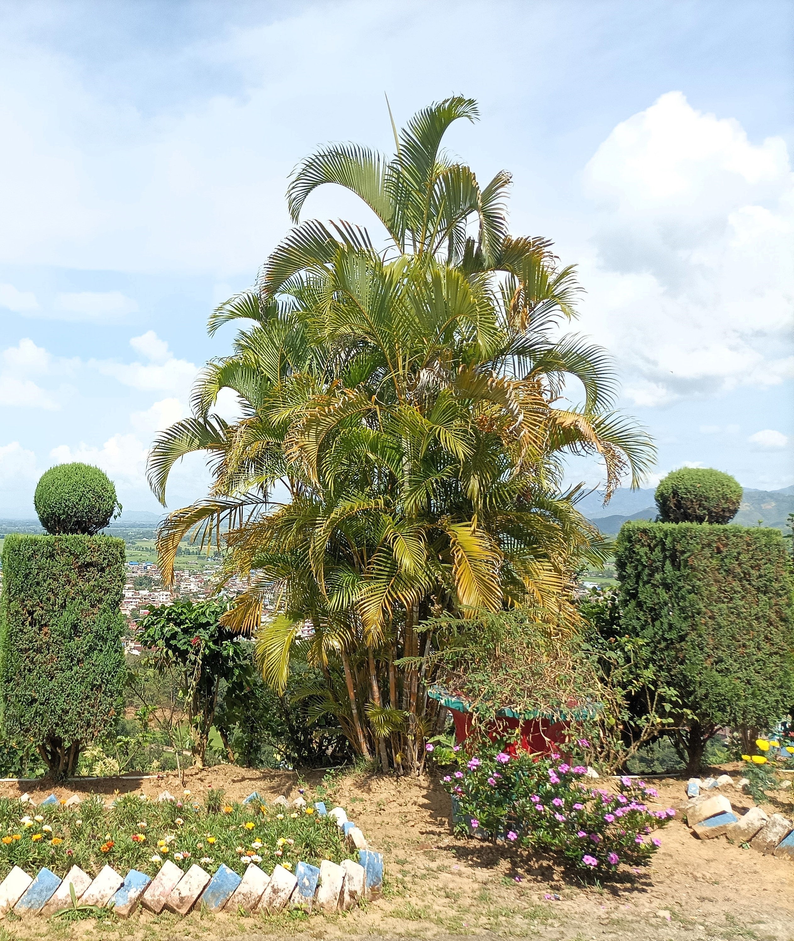 5 BAMBOO PALM Chamaedorea Seifrizii Reed or Parlor Palm Tree Sun Shade Houseplant Seeds - Image 6