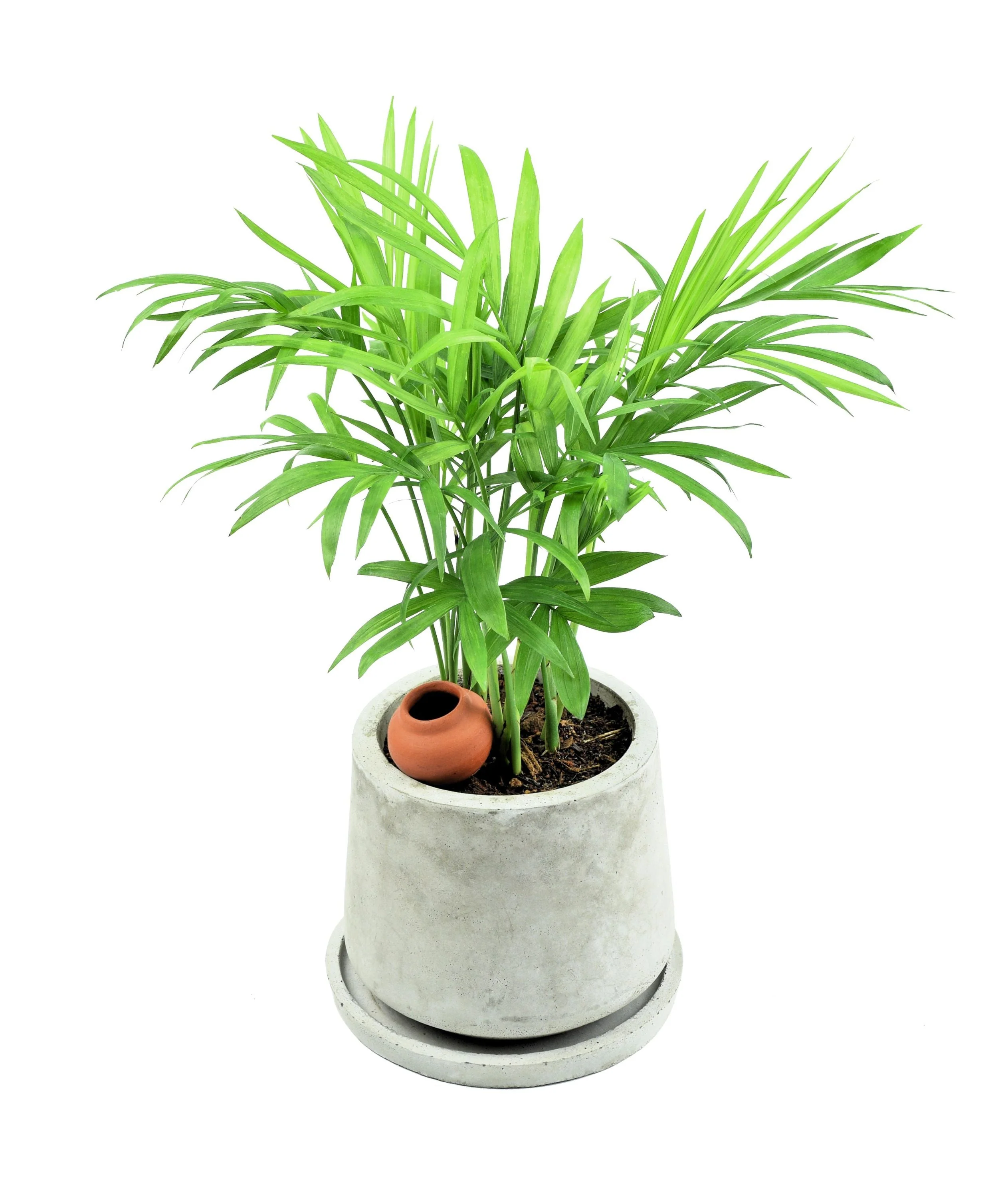 5 BAMBOO PALM Chamaedorea Seifrizii Reed or Parlor Palm Tree Sun Shade Houseplant Seeds - Image 7
