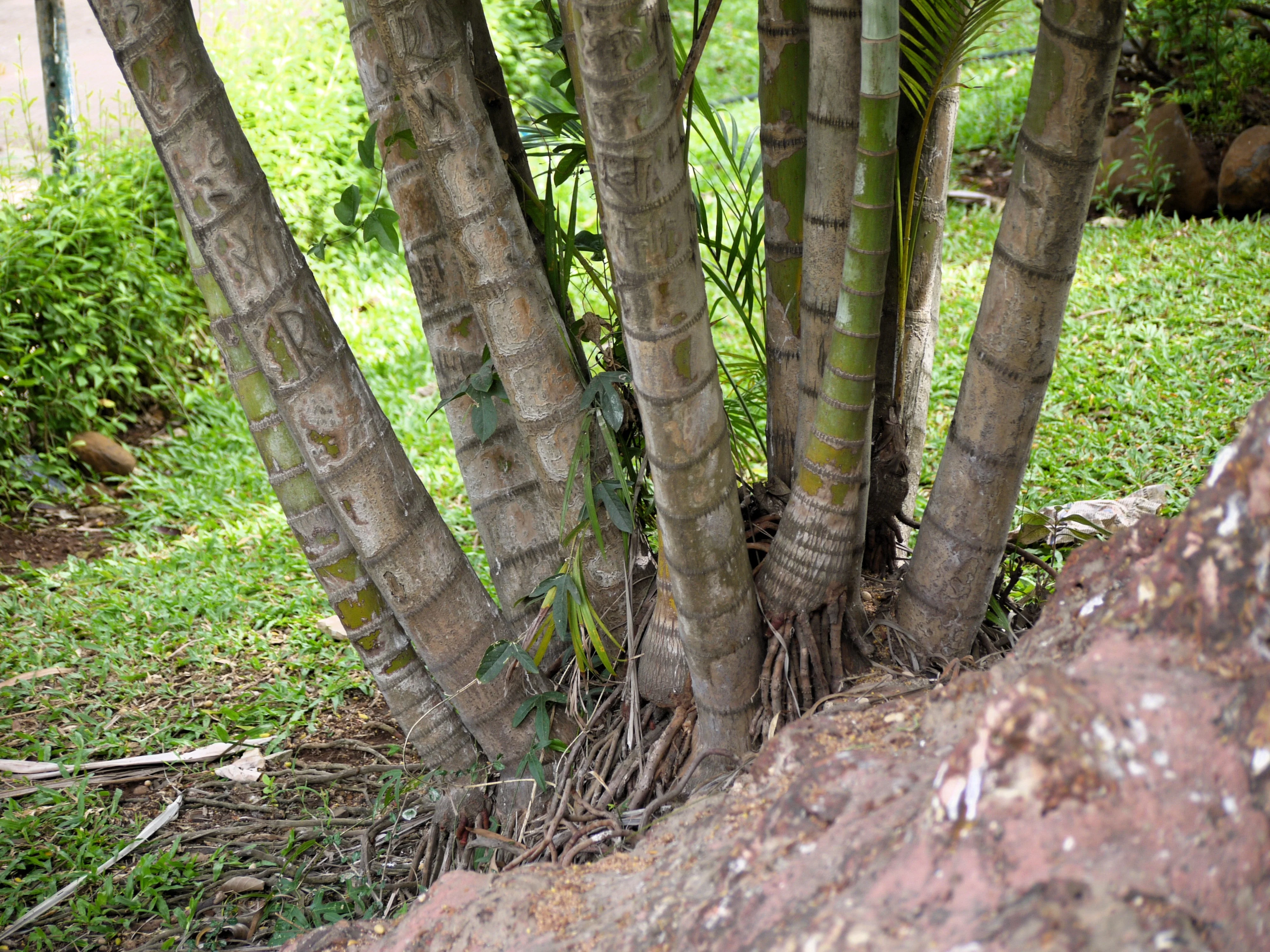 5 BAMBOO PALM Chamaedorea Seifrizii Reed or Parlor Palm Tree Sun Shade Houseplant Seeds - Image 8