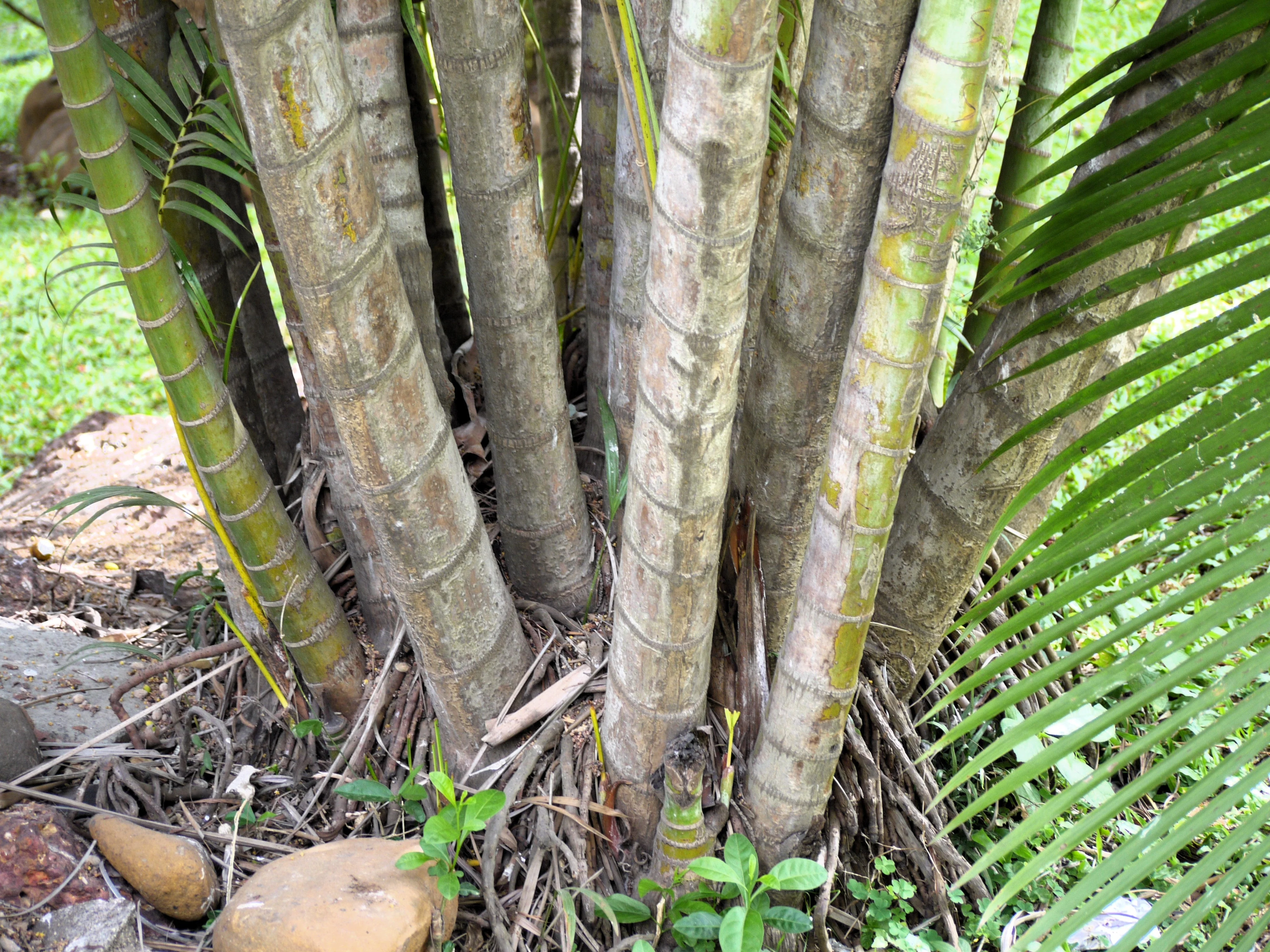5 BAMBOO PALM Chamaedorea Seifrizii Reed or Parlor Palm Tree Sun Shade Houseplant Seeds - Image 9