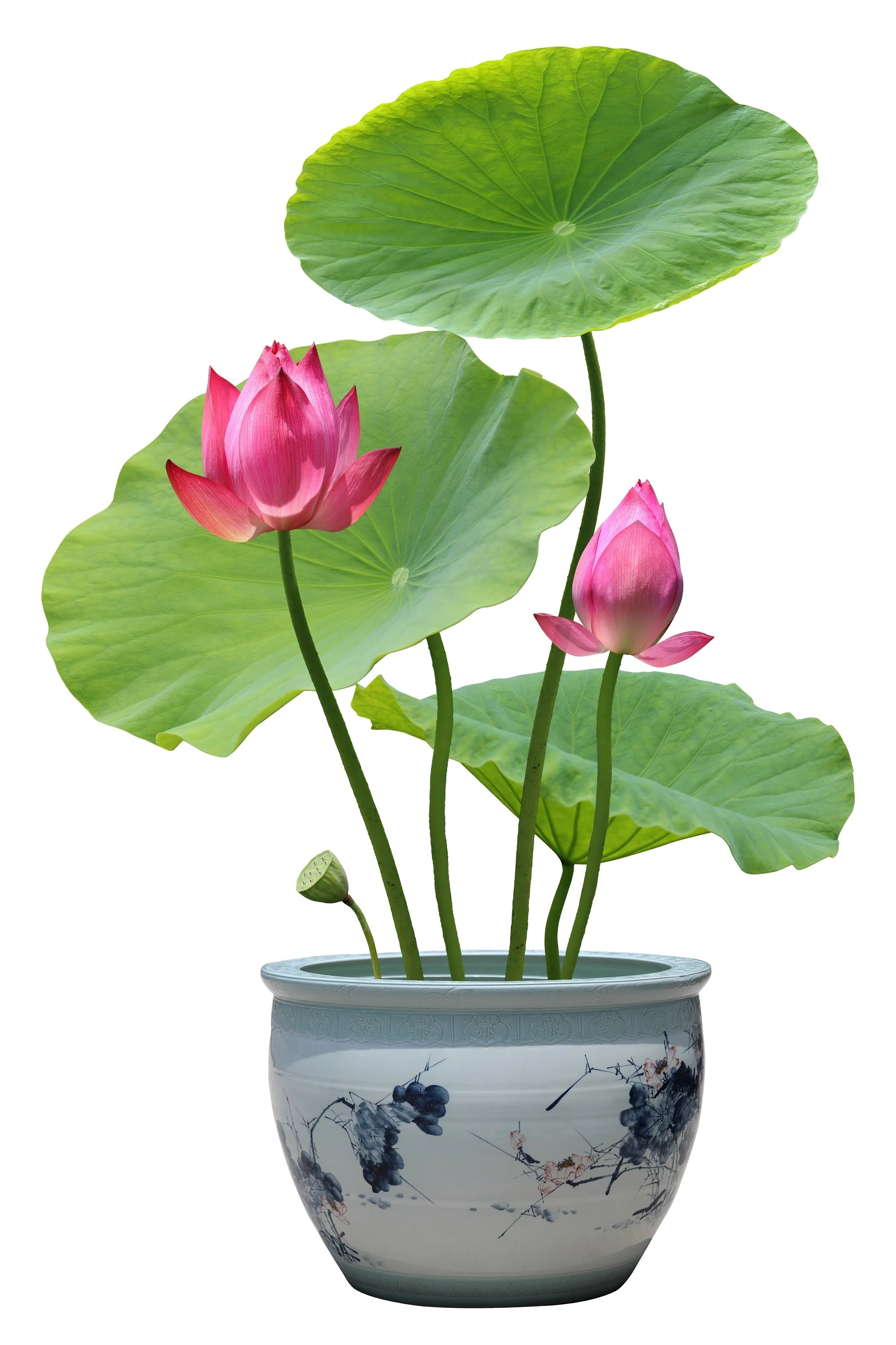 5 BOWL LOTUS Mixed Colors Dwarf Nelumbo Nucifera Aquatic Flower Seeds - Image 10