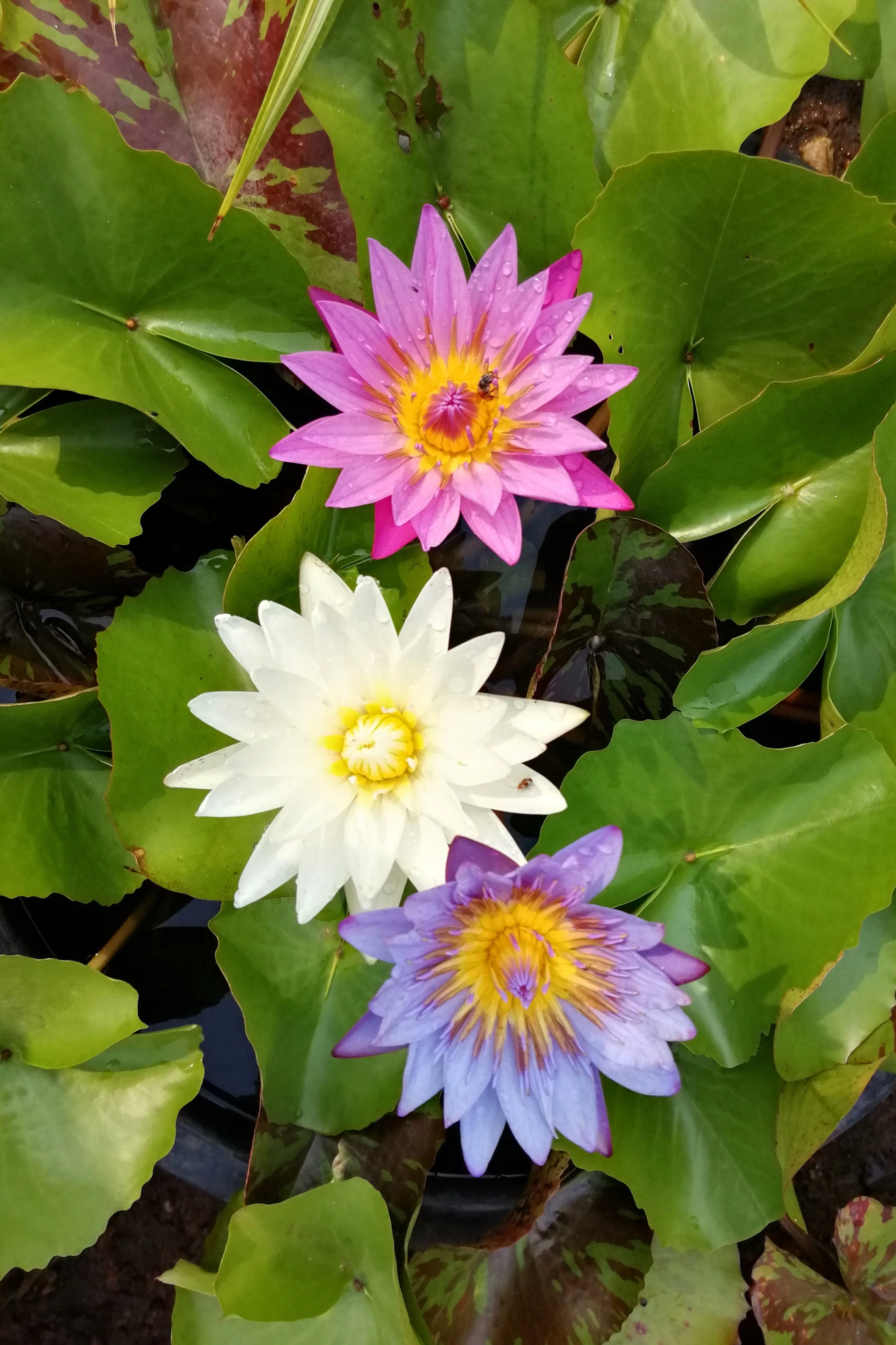 5 BOWL LOTUS Mixed Colors Dwarf Nelumbo Nucifera Aquatic Flower Seeds - Image 11