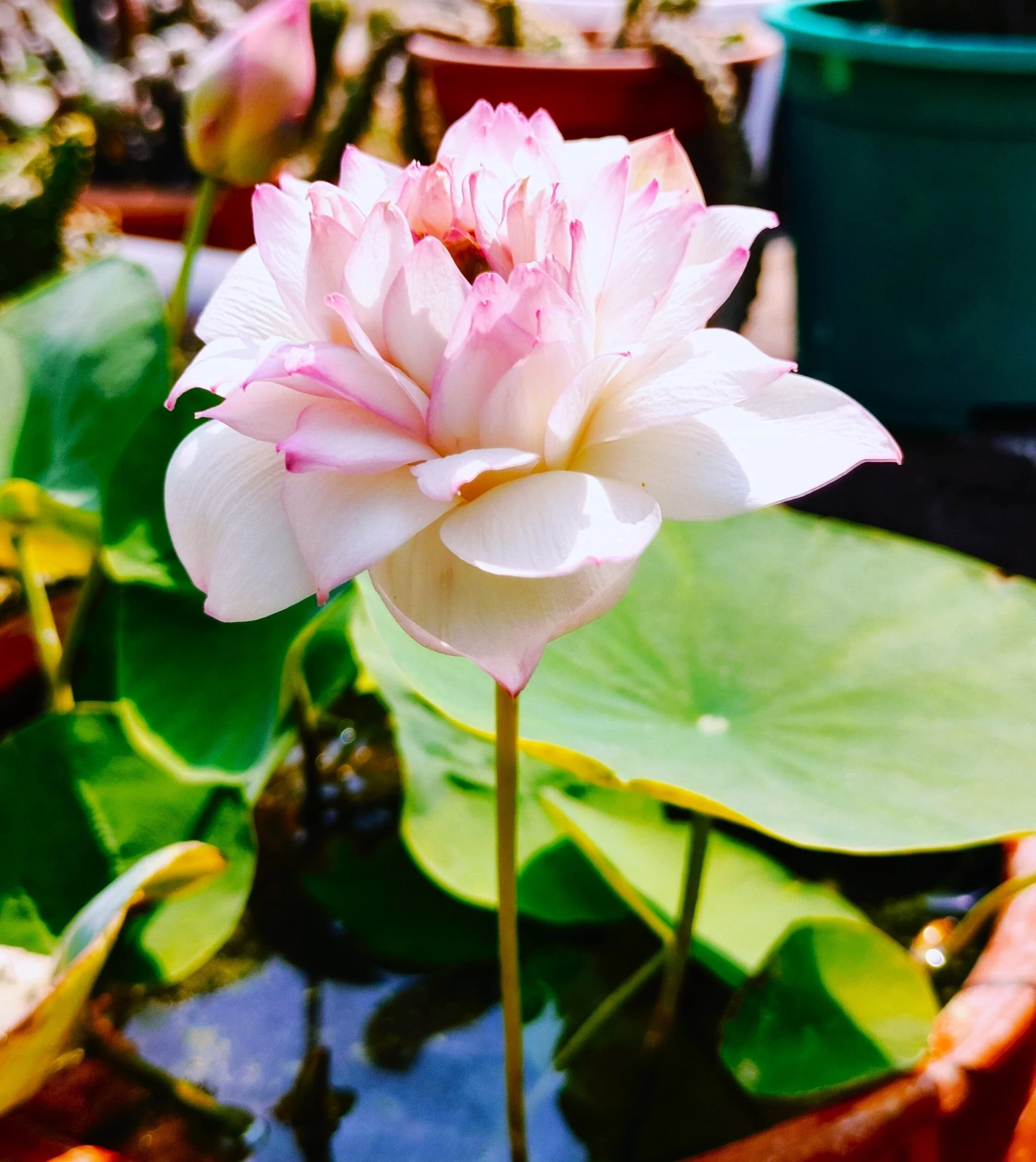 5 BOWL LOTUS Mixed Colors Dwarf Nelumbo Nucifera Aquatic Flower Seeds - Image 12