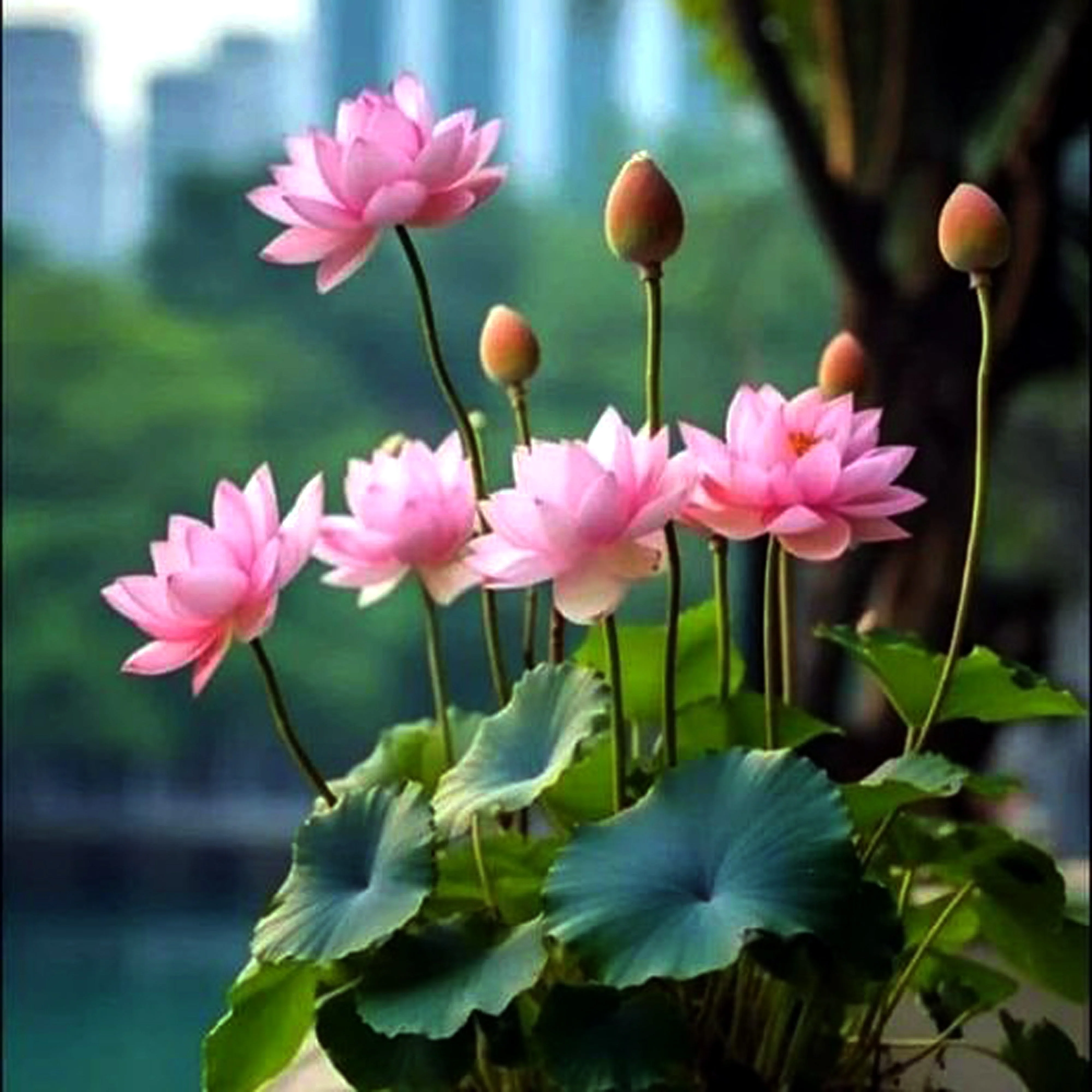 5 BOWL LOTUS Mixed Colors Dwarf Nelumbo Nucifera Aquatic Flower Seeds - Image 13