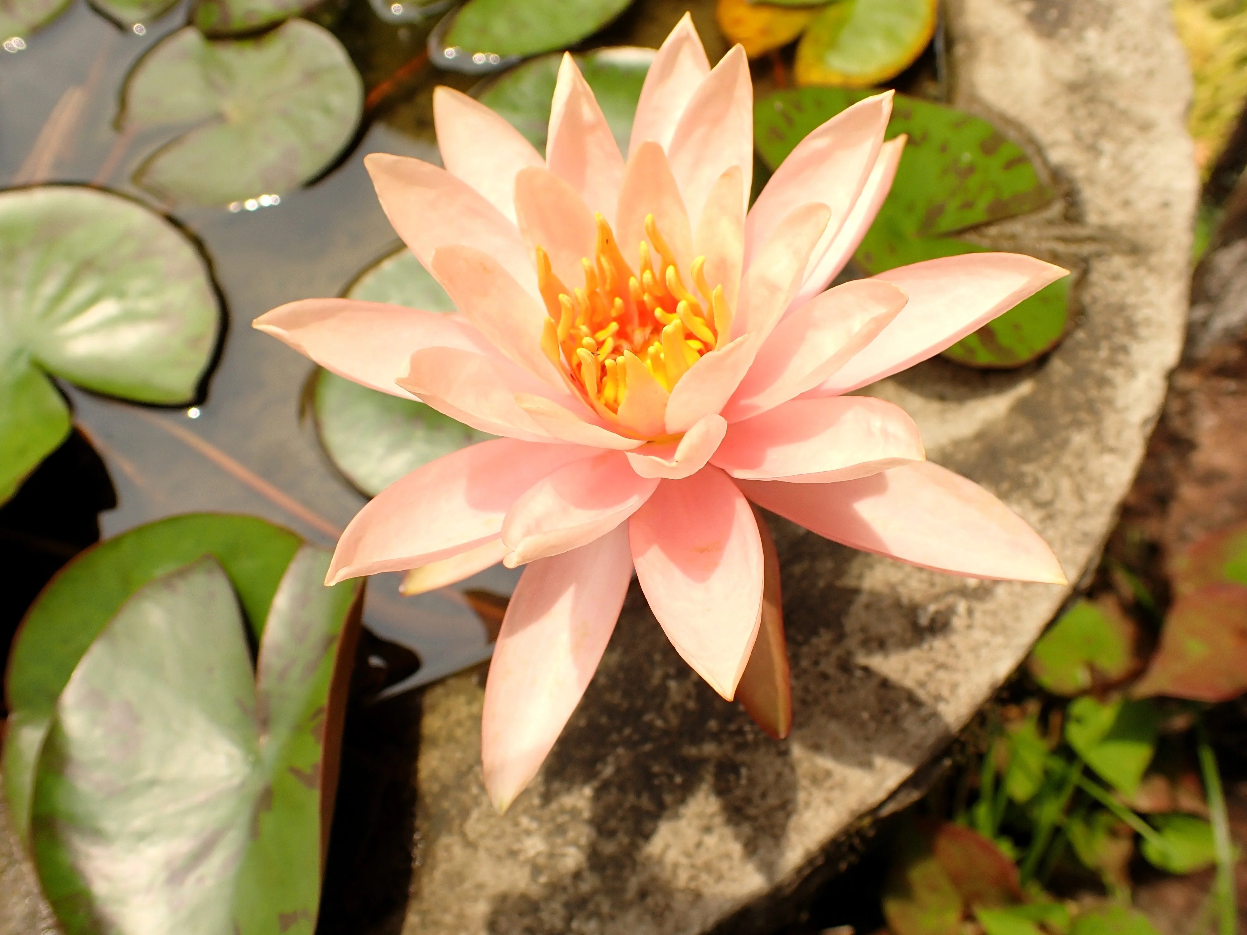 5 BOWL LOTUS Mixed Colors Dwarf Nelumbo Nucifera Aquatic Flower Seeds - Image 14