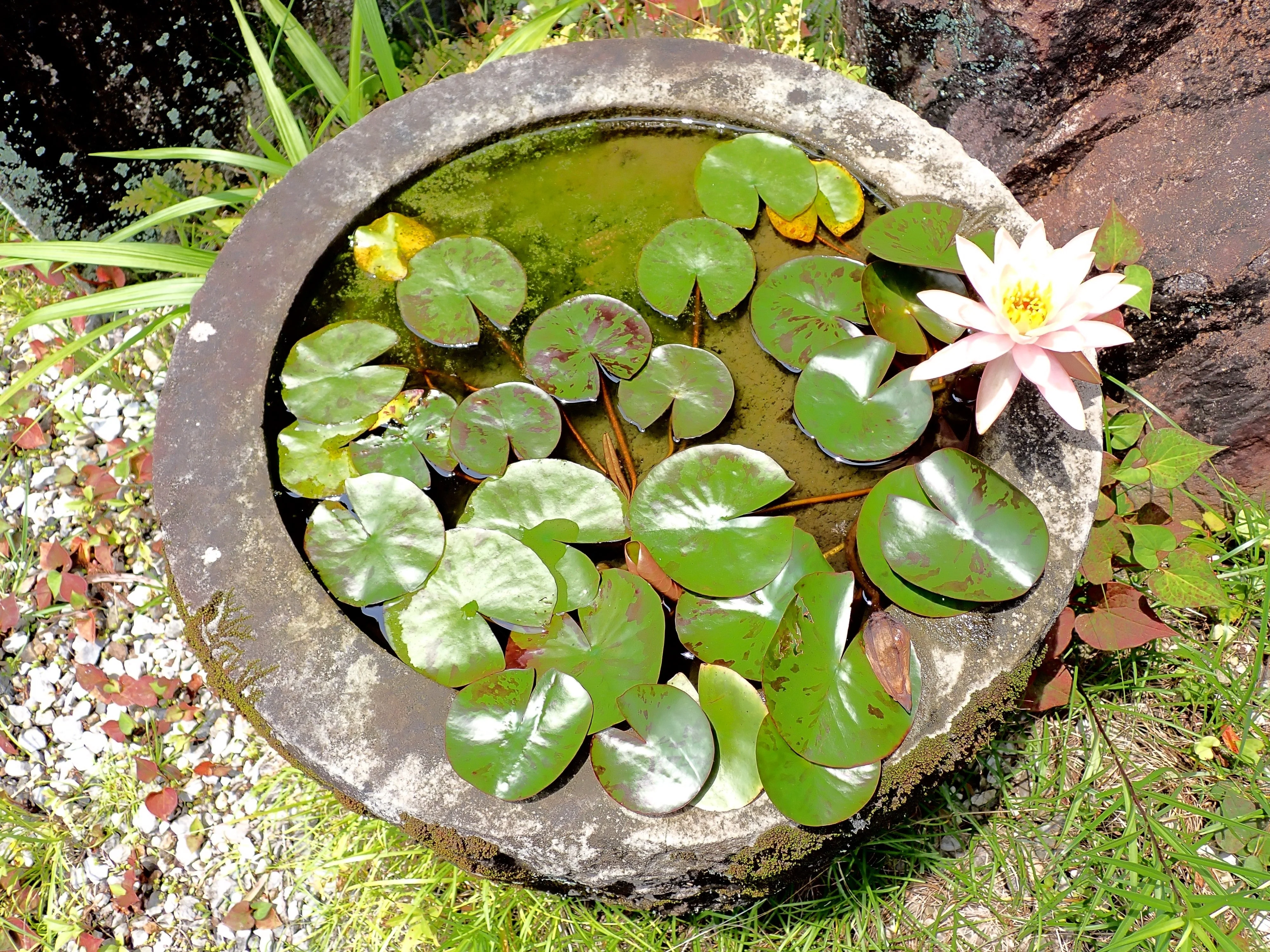 5 BOWL LOTUS Mixed Colors Dwarf Nelumbo Nucifera Aquatic Flower Seeds - Image 15