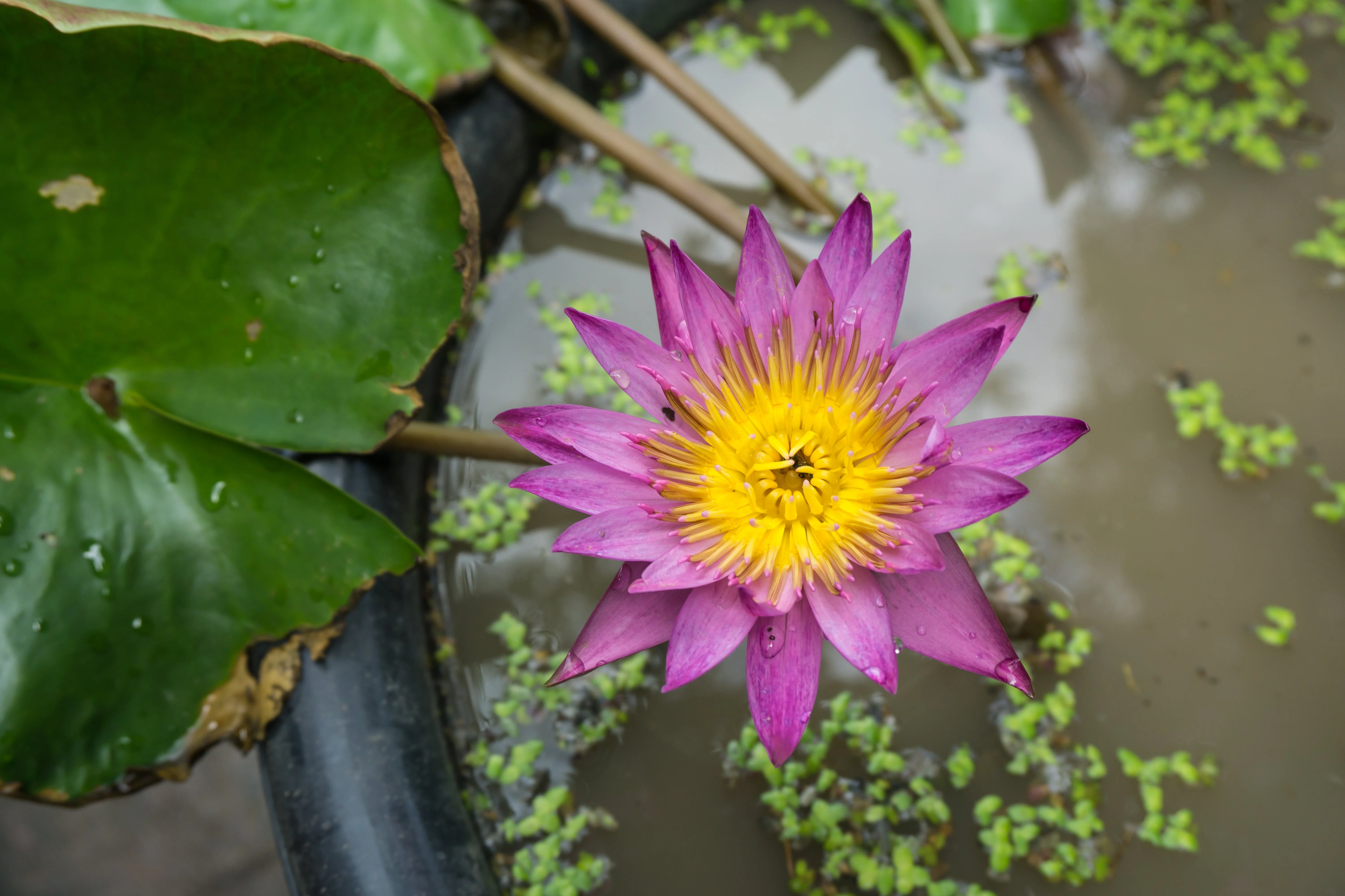 5 BOWL LOTUS Mixed Colors Dwarf Nelumbo Nucifera Aquatic Flower Seeds - Image 16