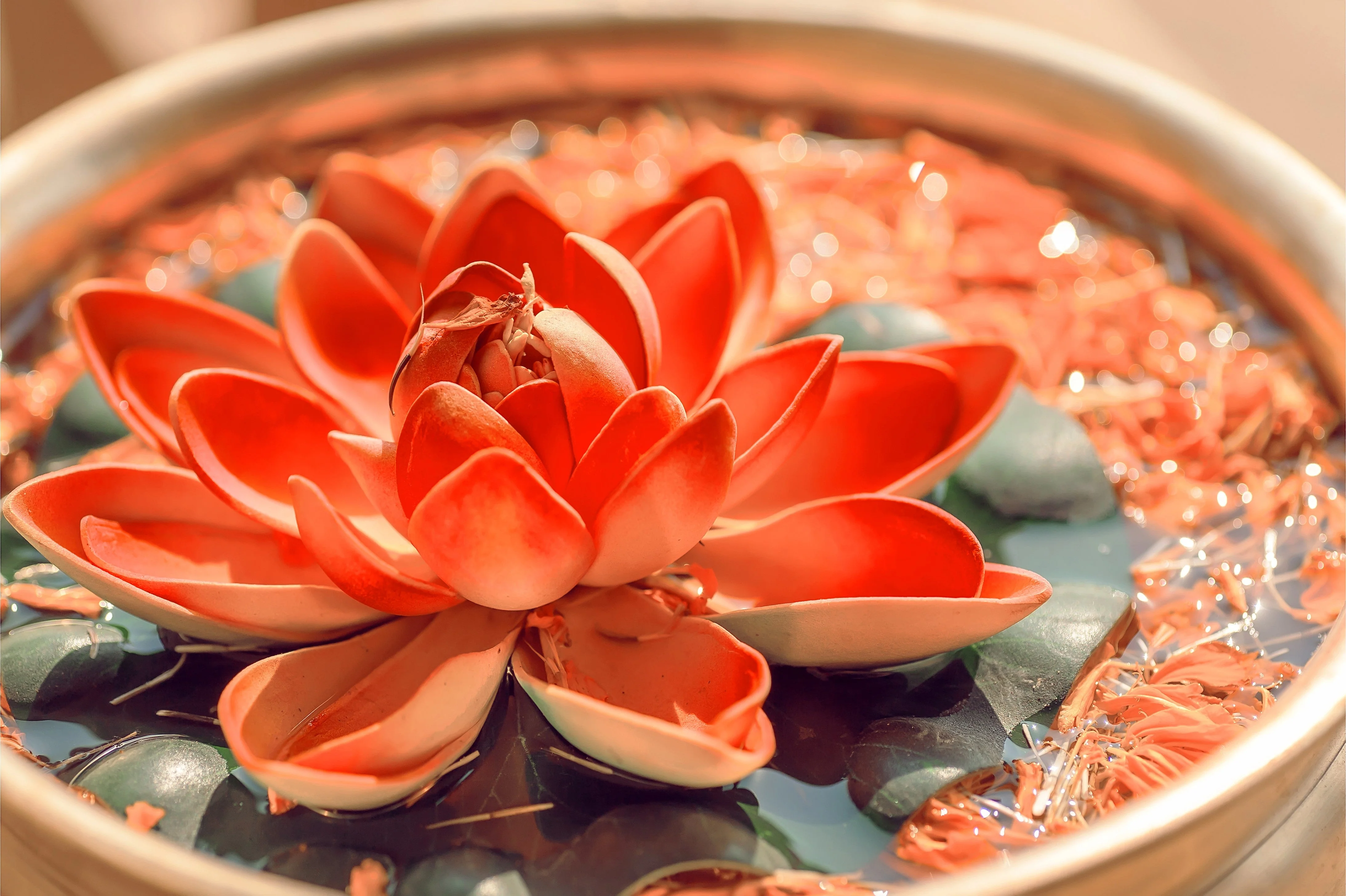 5 BOWL LOTUS Mixed Colors Dwarf Nelumbo Nucifera Aquatic Flower Seeds - Image 17