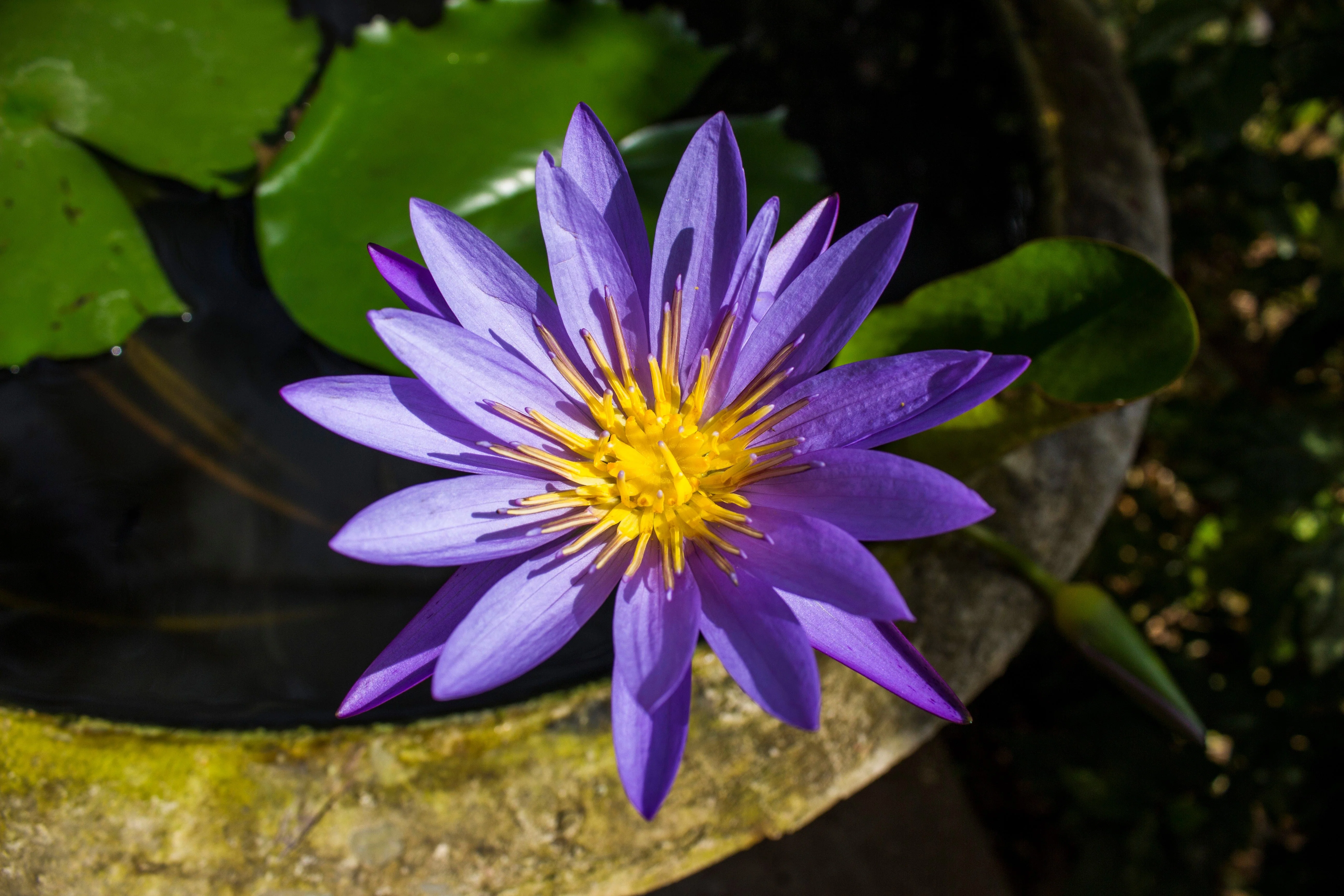 5 BOWL LOTUS Mixed Colors Dwarf Nelumbo Nucifera Aquatic Flower Seeds - Image 4