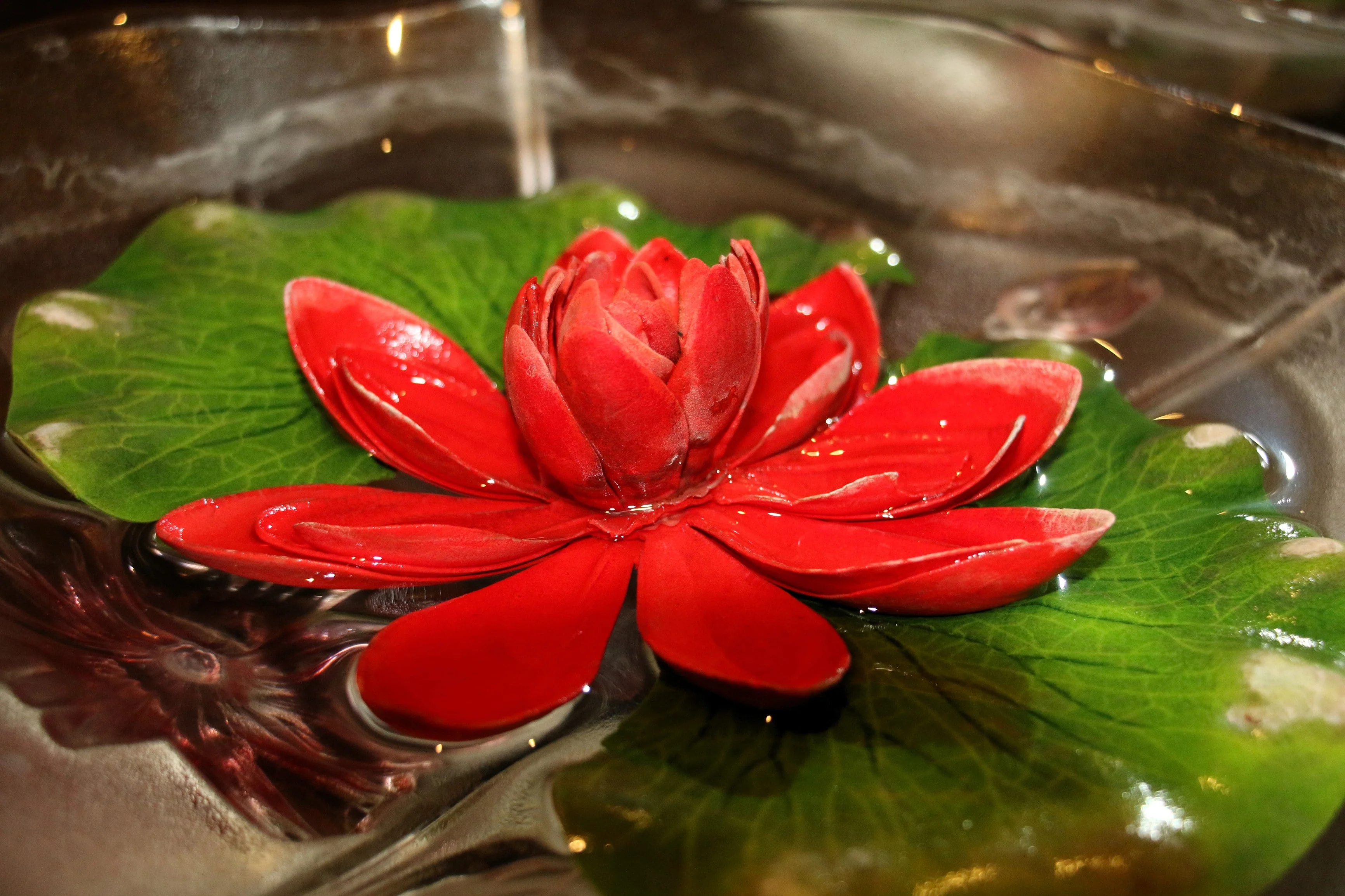 5 BOWL LOTUS Mixed Colors Dwarf Nelumbo Nucifera Aquatic Flower Seeds - Image 5