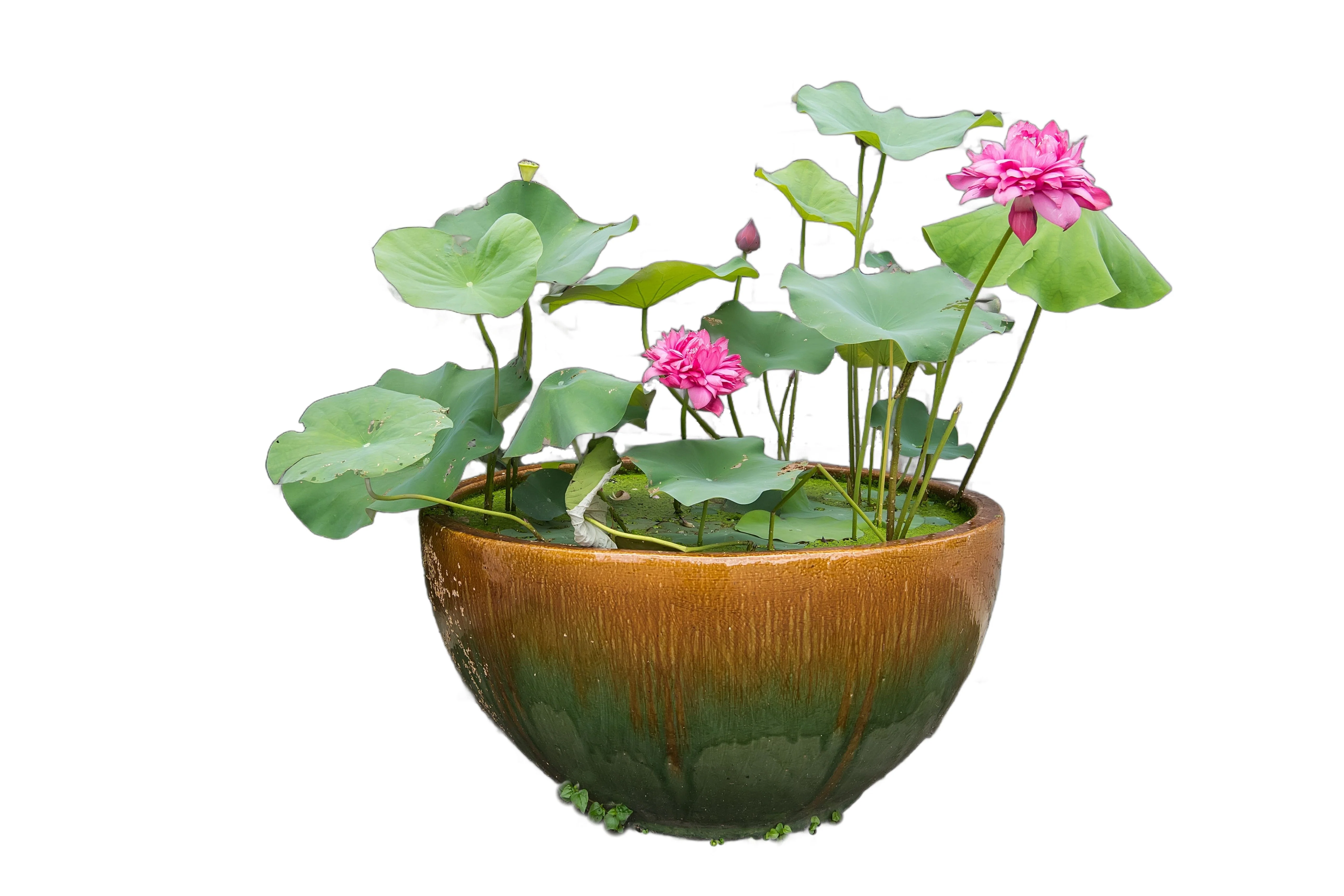 5 BOWL LOTUS Mixed Colors Dwarf Nelumbo Nucifera Aquatic Flower Seeds - Image 6