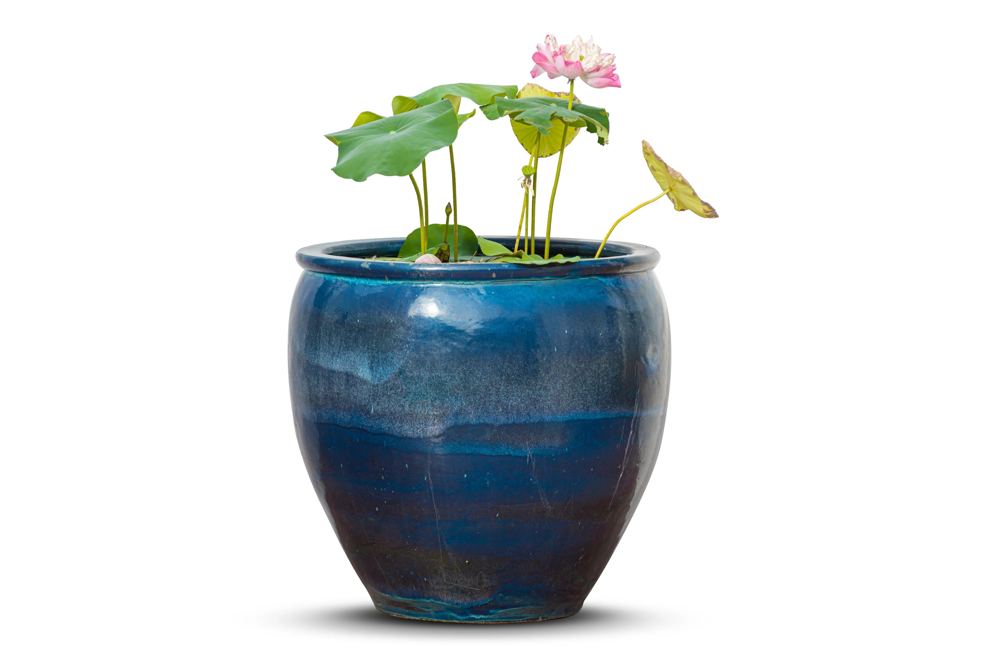 5 BOWL LOTUS Mixed Colors Dwarf Nelumbo Nucifera Aquatic Flower Seeds - Image 7