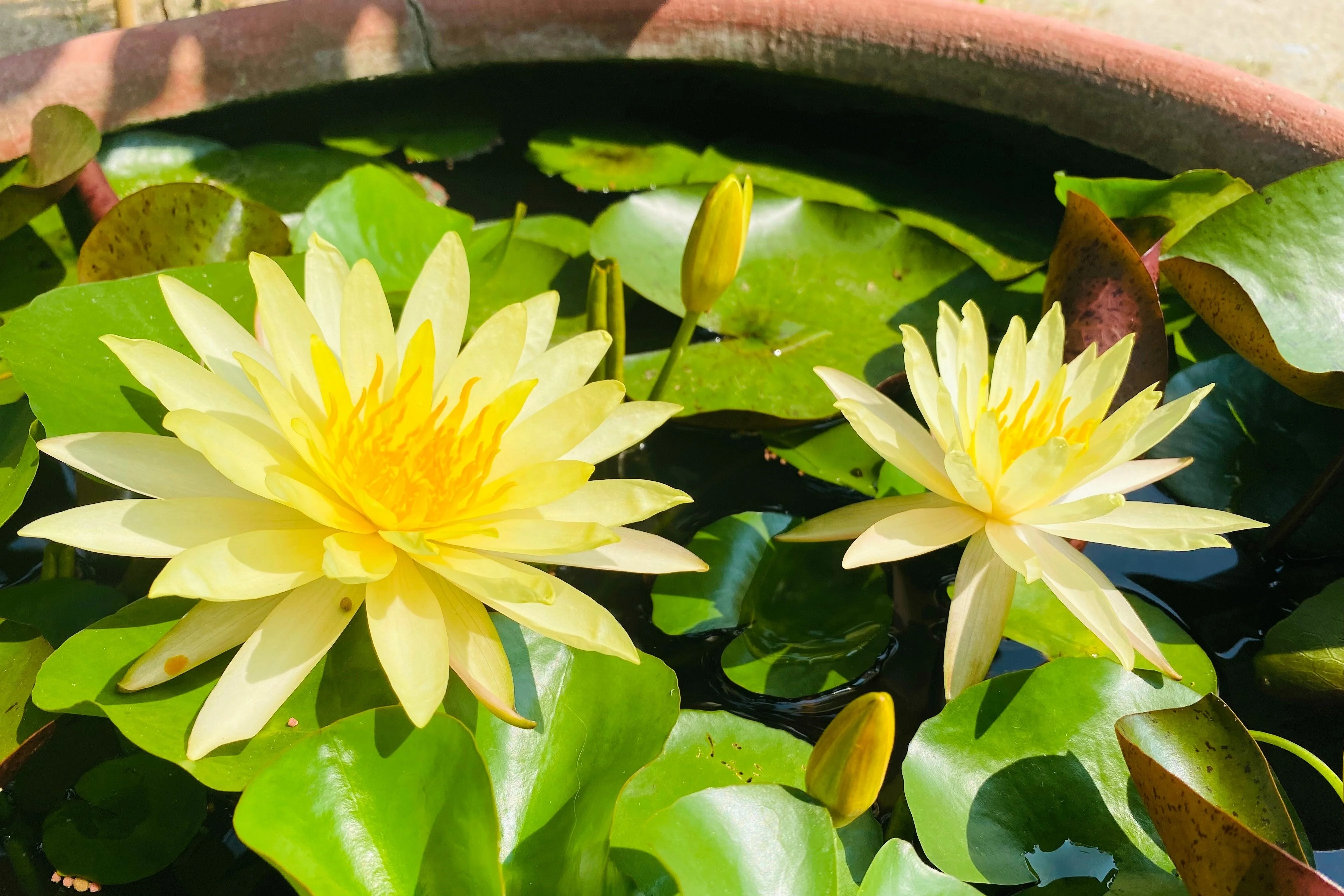 5 BOWL LOTUS Mixed Colors Dwarf Nelumbo Nucifera Aquatic Flower Seeds - Image 9