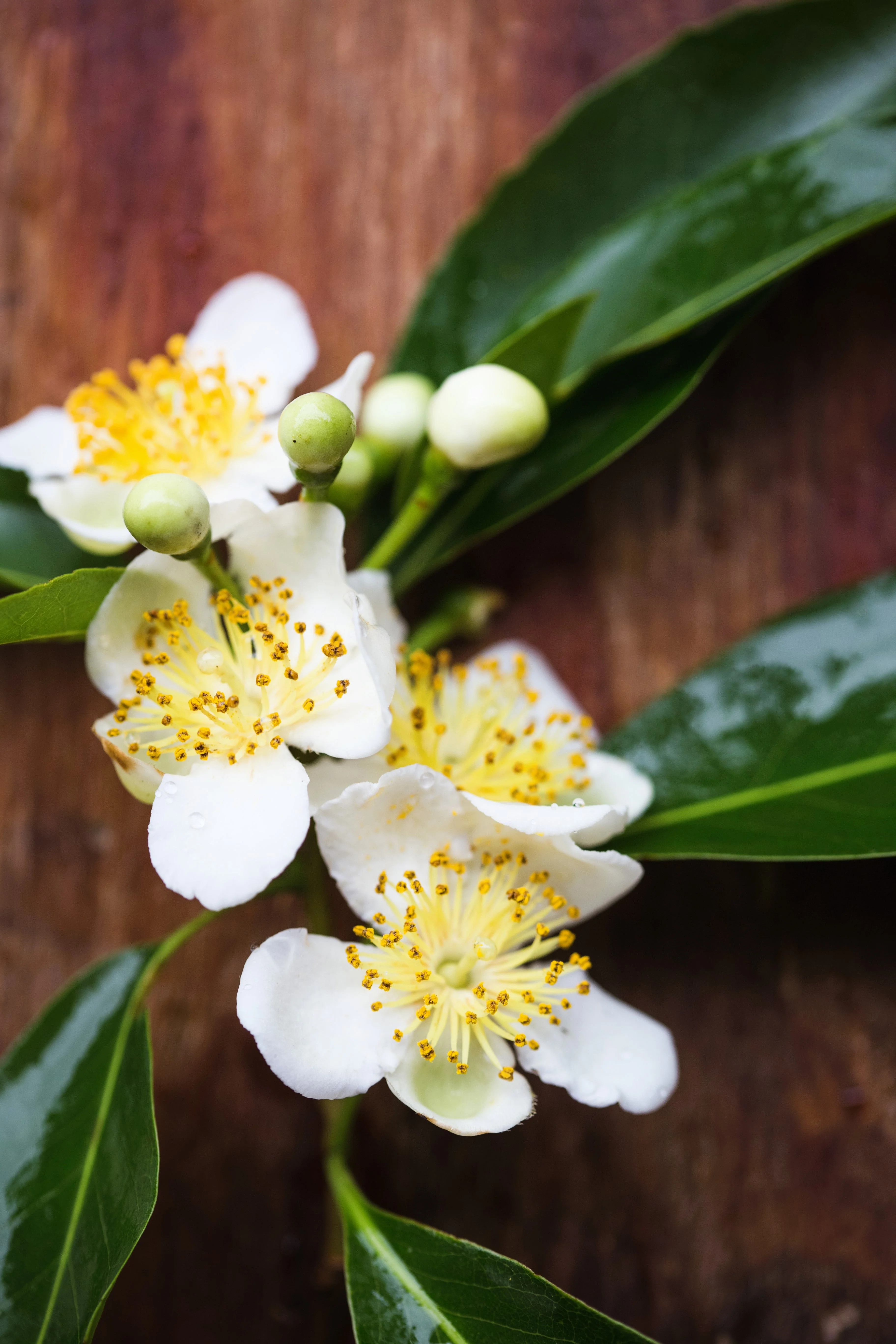 5 CAMPHOR TREE Laurel Cinnamomum Camphora Camphorwood White Flower Black Seeds - Image 12