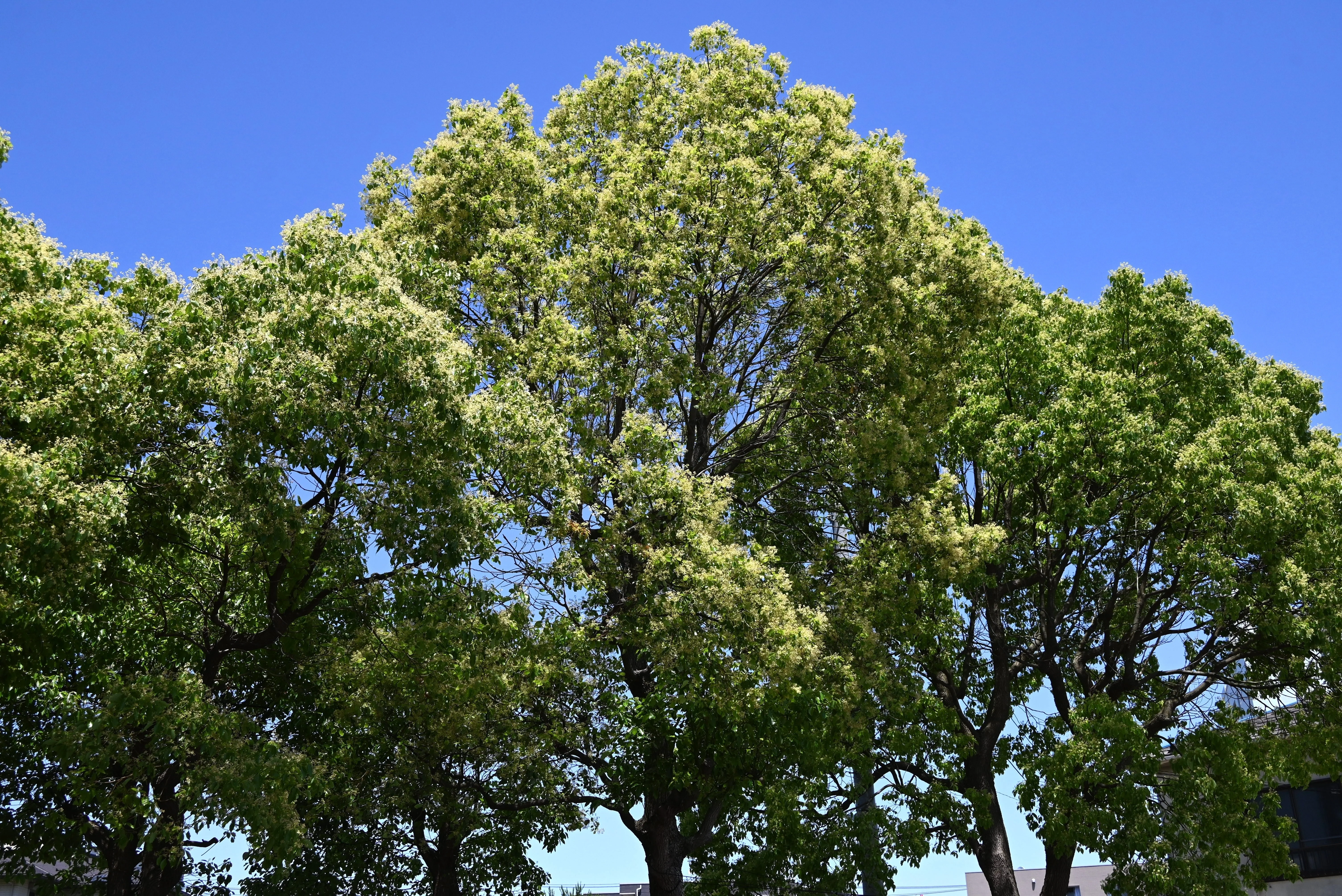 5 CAMPHOR TREE Laurel Cinnamomum Camphora Camphorwood White Flower Black Seeds - Image 3