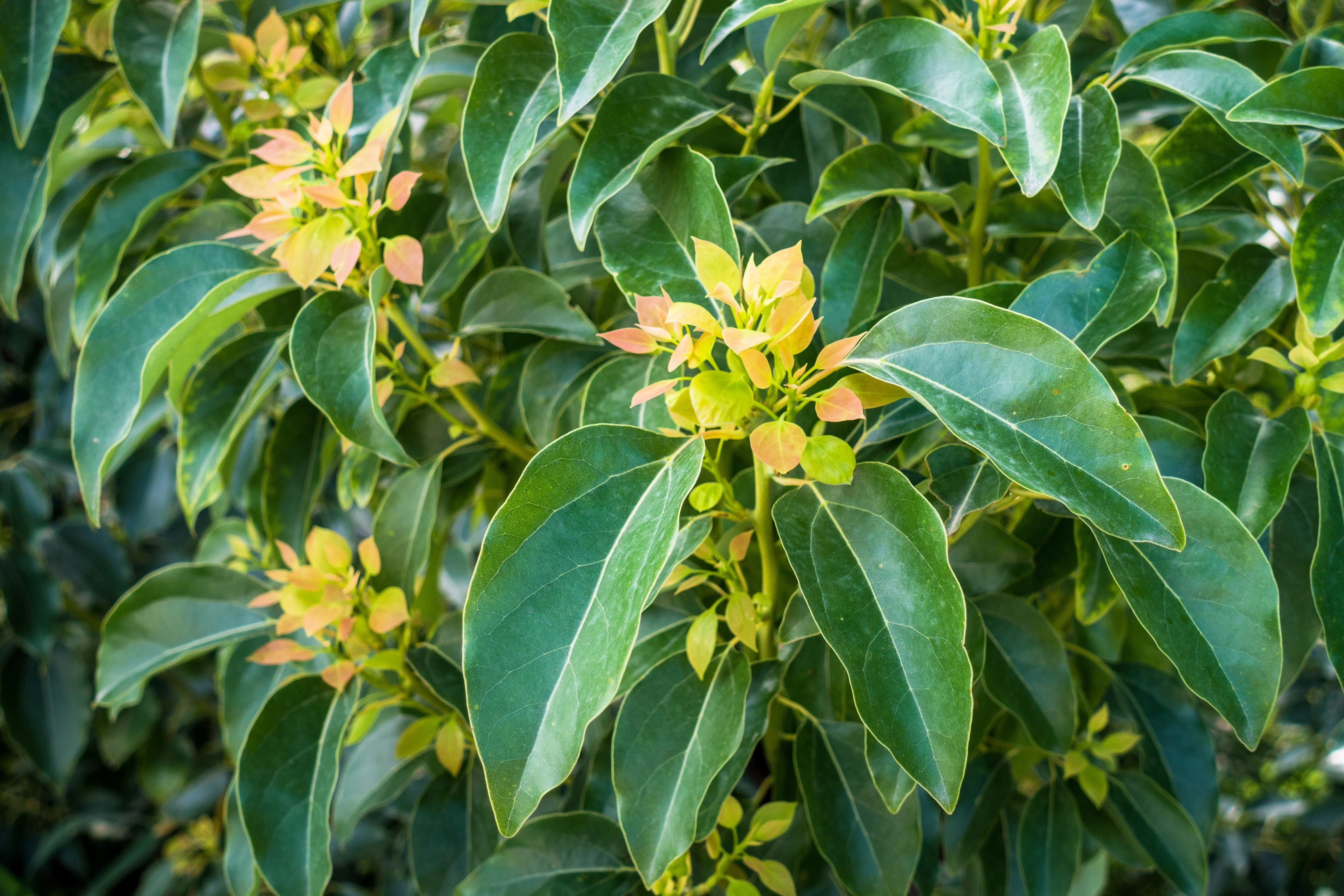 5 CAMPHOR TREE Laurel Cinnamomum Camphora Camphorwood White Flower Black Seeds - Image 4