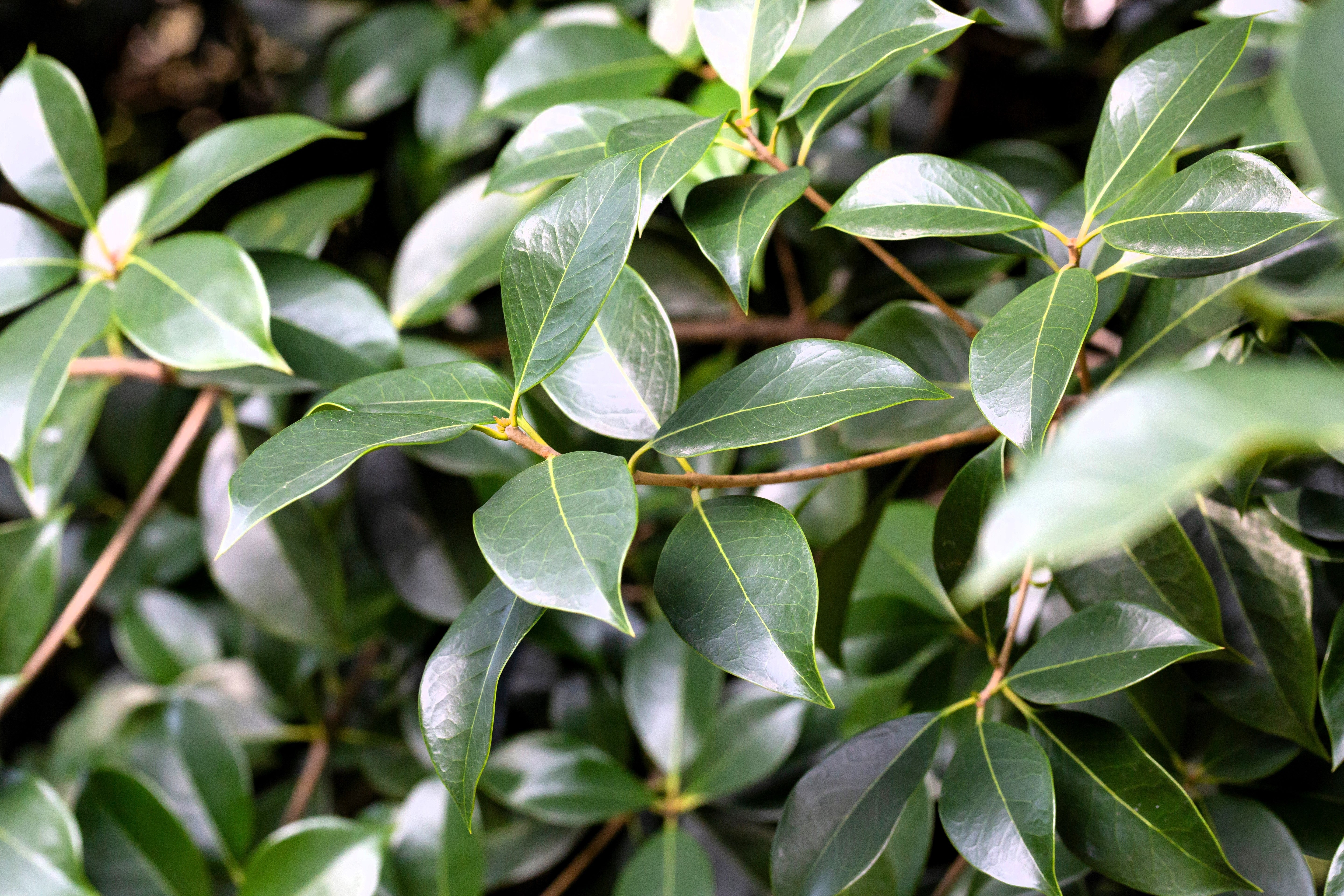 5 CAMPHOR TREE Laurel Cinnamomum Camphora Camphorwood White Flower Black Seeds - Image 7