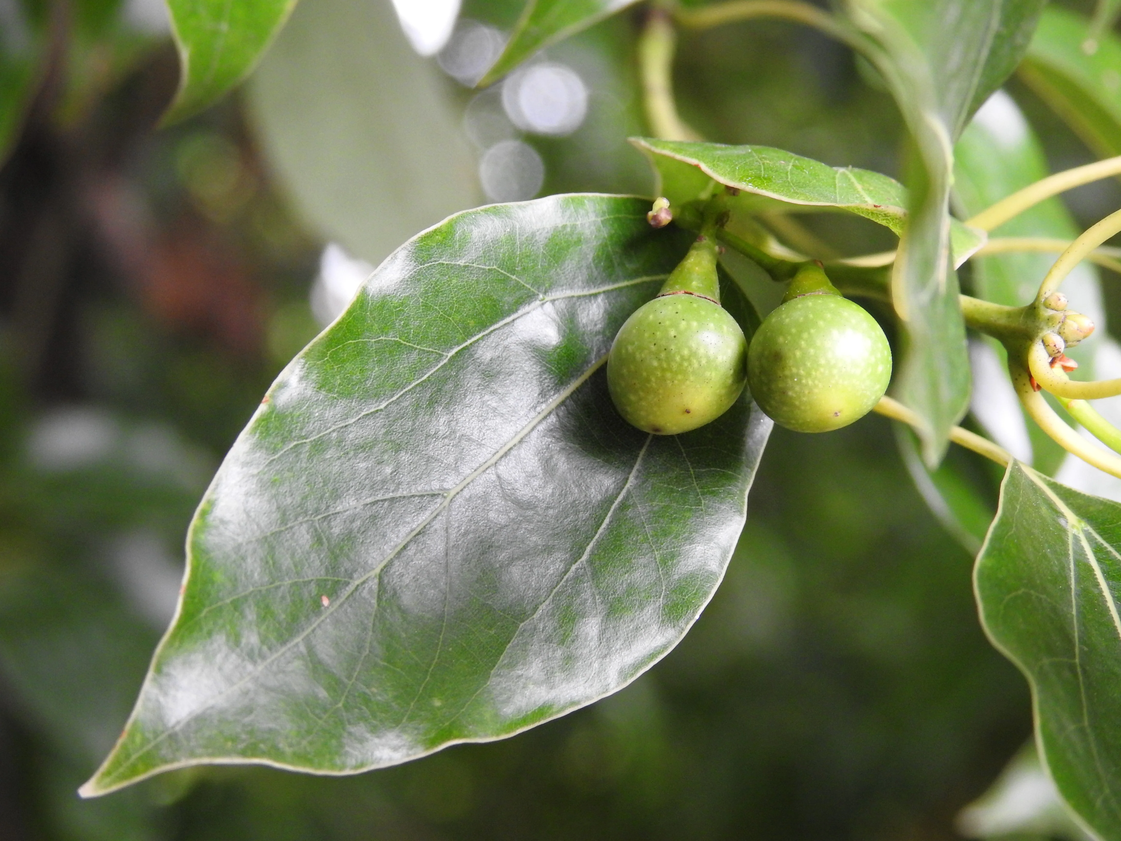 5 CAMPHOR TREE Laurel Cinnamomum Camphora Camphorwood White Flower Black Seeds - Image 8