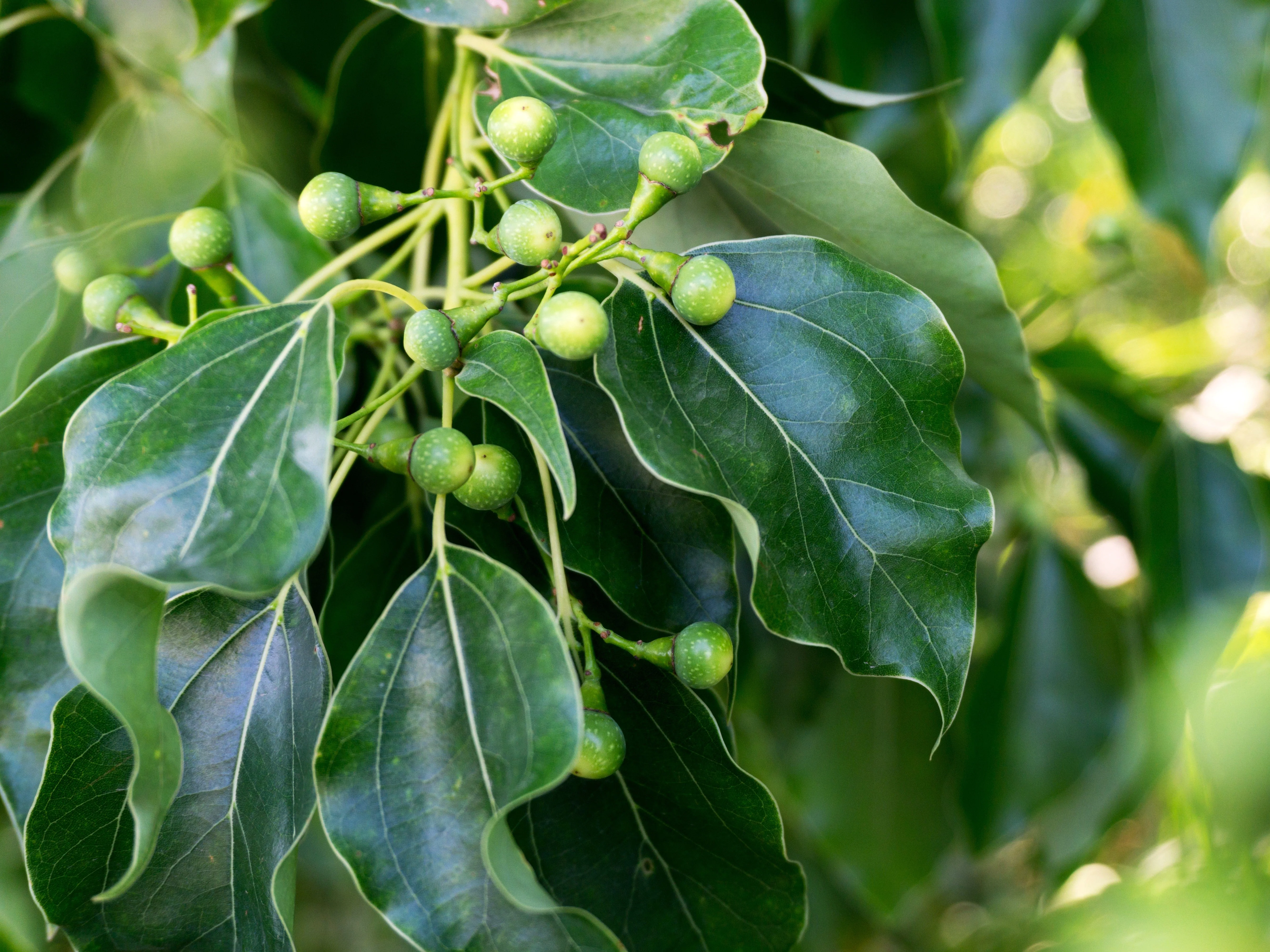 5 CAMPHOR TREE Laurel Cinnamomum Camphora Camphorwood White Flower Black Seeds - Image 9