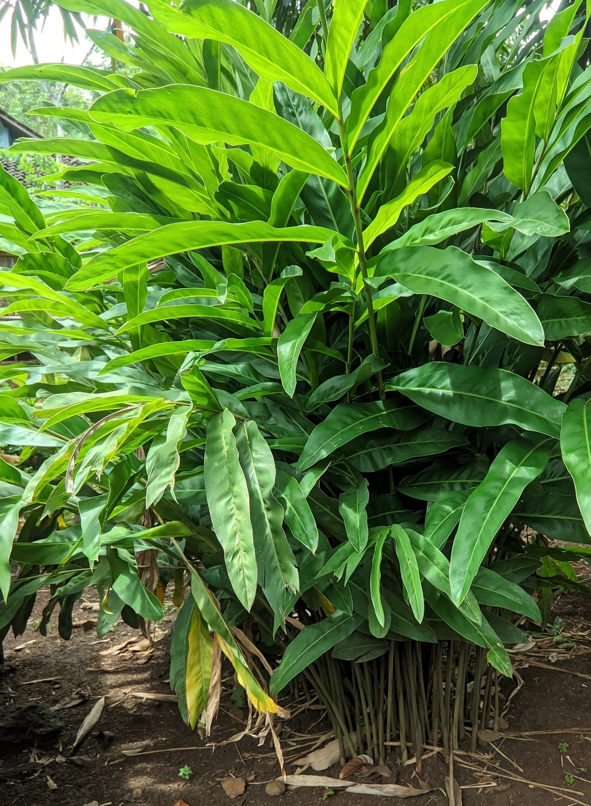 5 CARDAMON CARDAMOM Elettaria Cardamomum HERB Flower Shrub Tree Seeds - Image 2