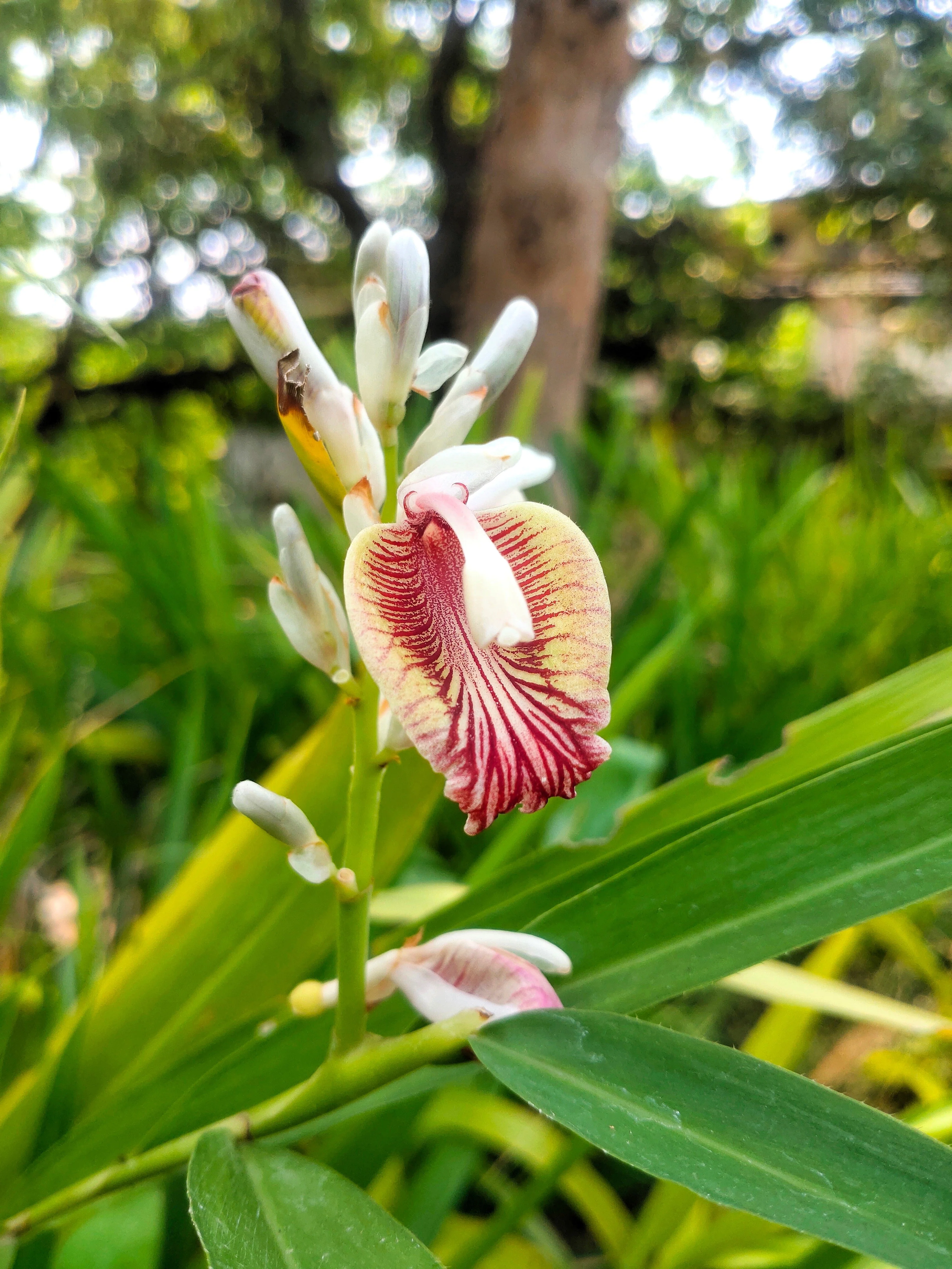 5 CARDAMON CARDAMOM Elettaria Cardamomum HERB Flower Shrub Tree Seeds - Image 3