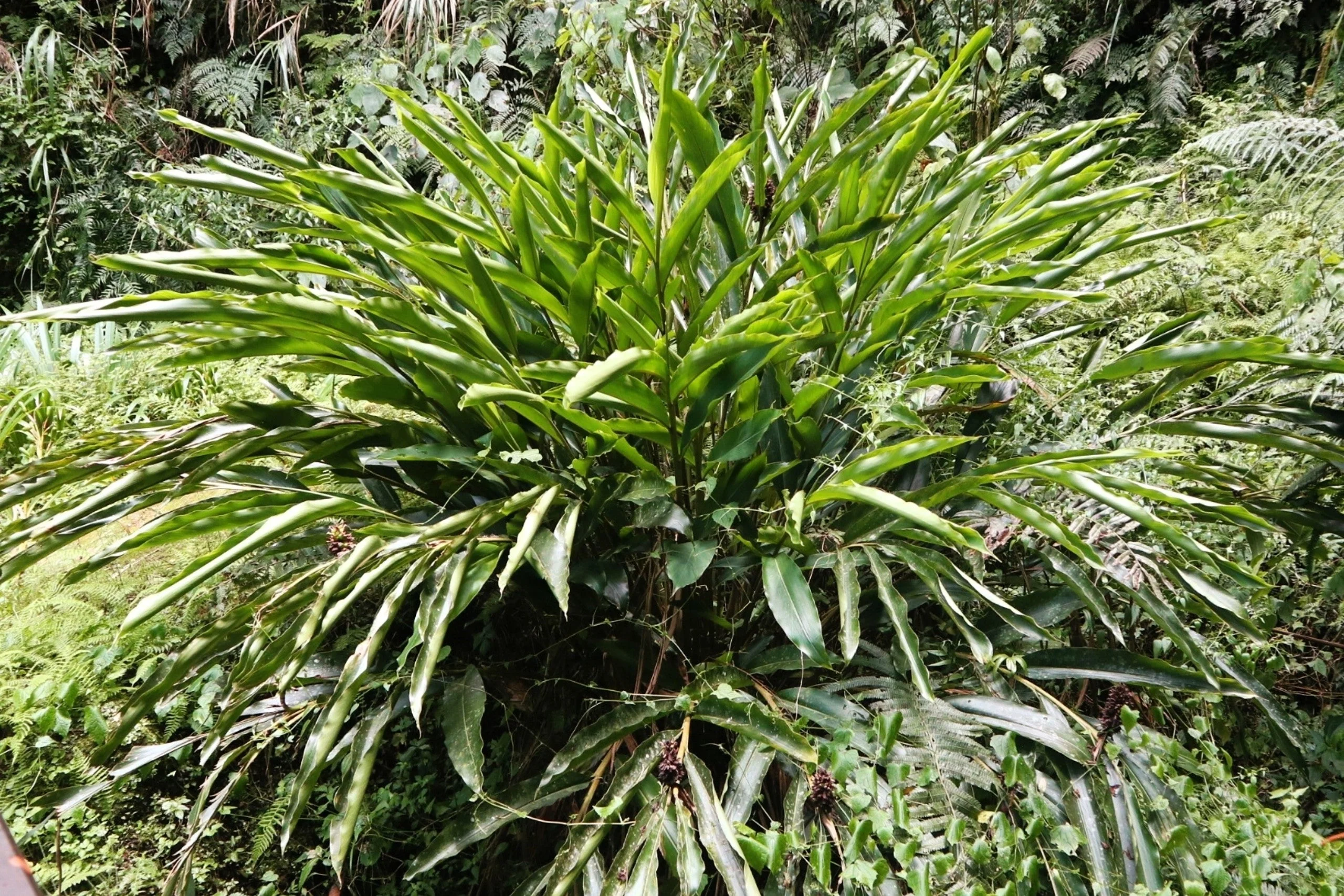 5 CARDAMON CARDAMOM Elettaria Cardamomum HERB Flower Shrub Tree Seeds - Image 4