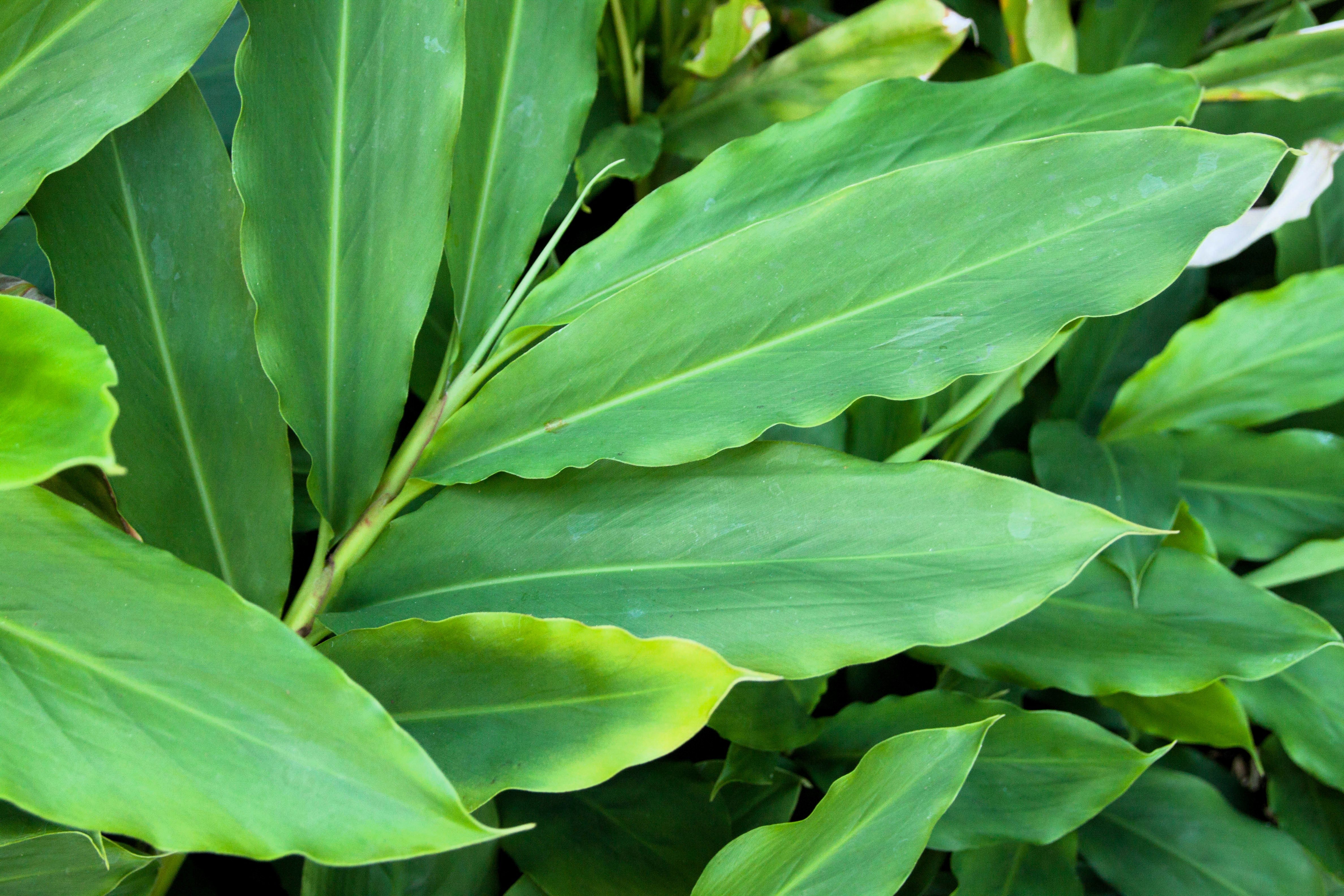 5 CARDAMON CARDAMOM Elettaria Cardamomum HERB Flower Shrub Tree Seeds - Image 5