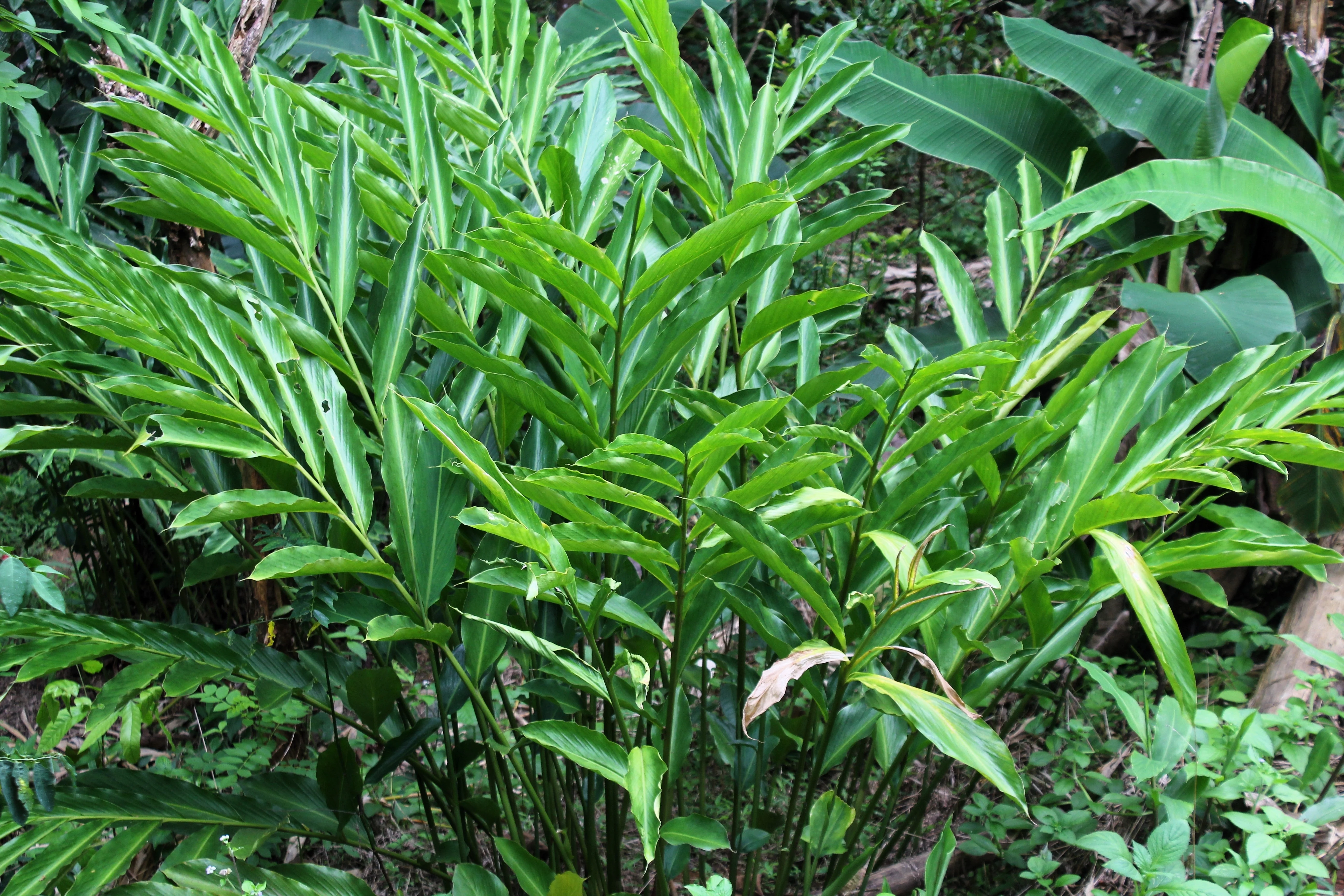 5 CARDAMON CARDAMOM Elettaria Cardamomum HERB Flower Shrub Tree Seeds - Image 6