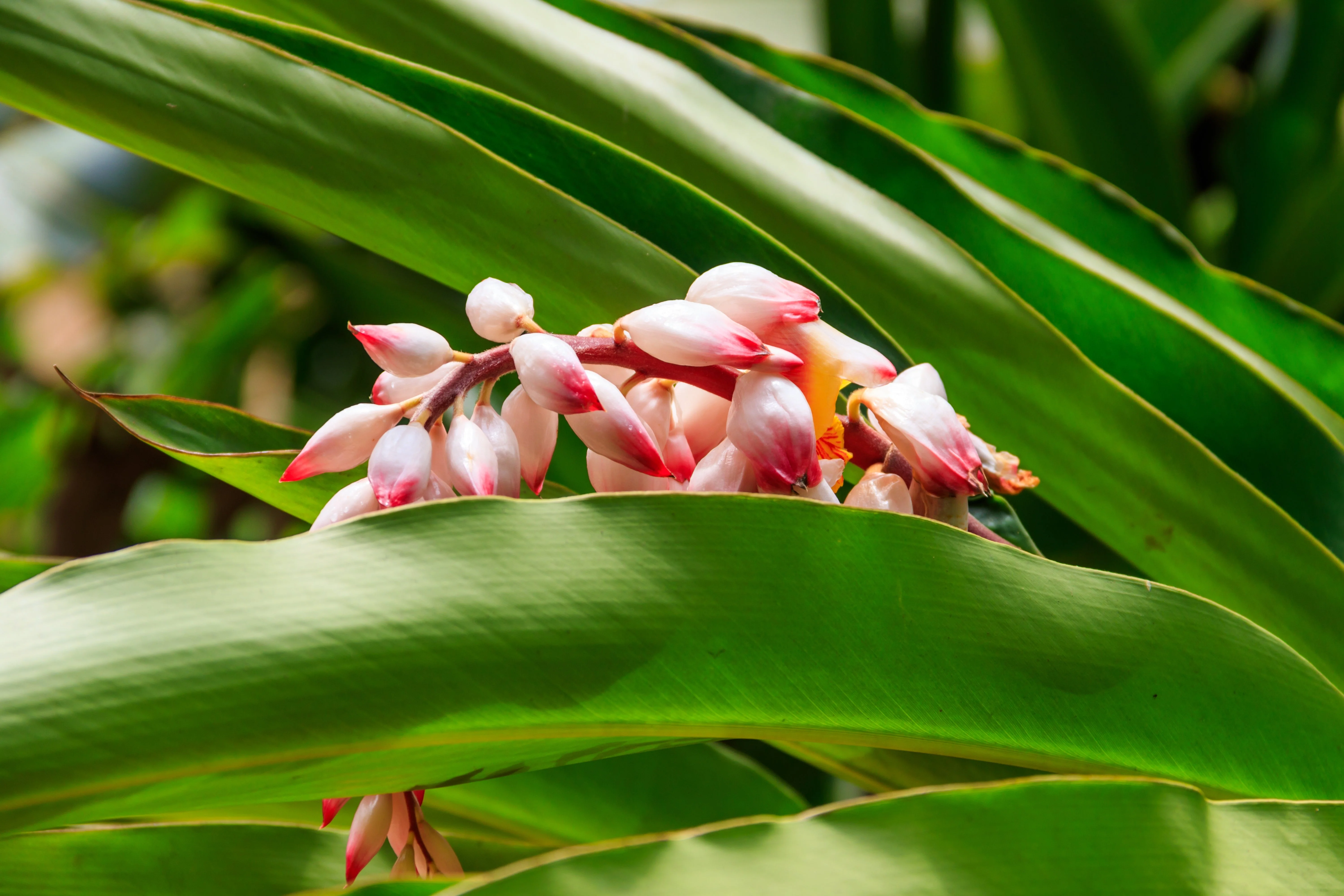 5 CARDAMON CARDAMOM Elettaria Cardamomum HERB Flower Shrub Tree Seeds - Image 7