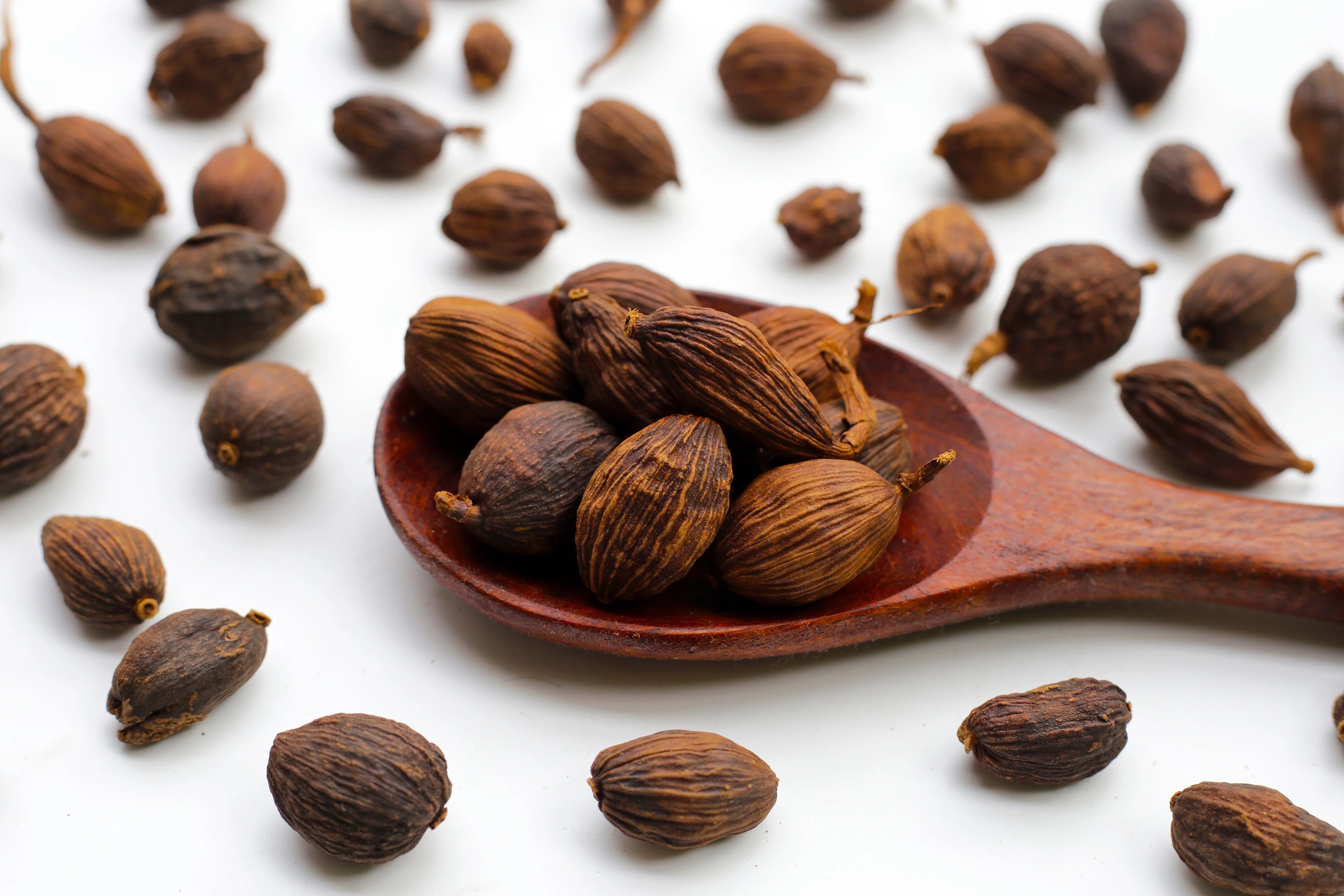 5 CARDAMON CARDAMOM Elettaria Cardamomum HERB Flower Shrub Tree Seeds - Image 9