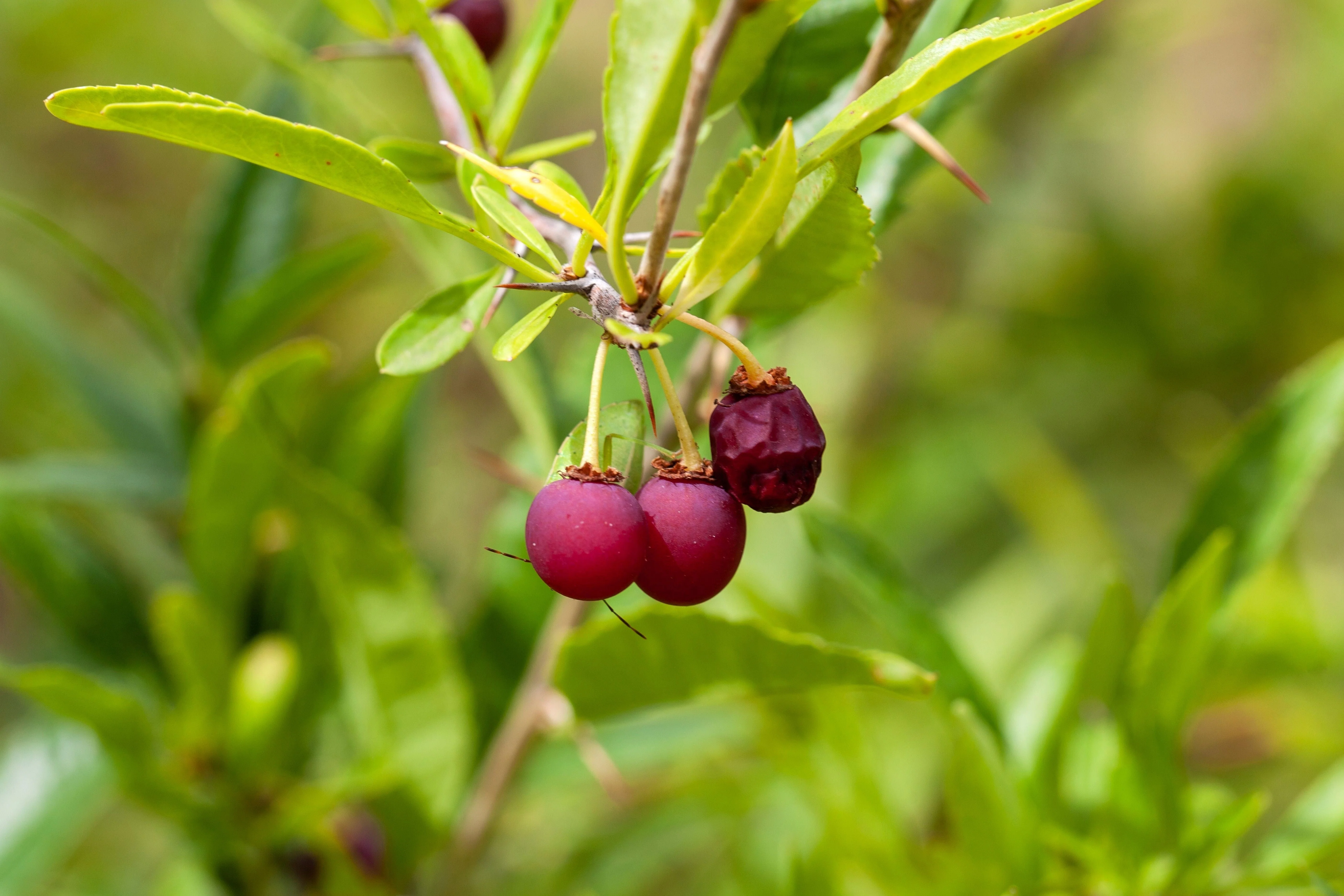5 CHERRY PRINSEPIA Chinese Sinensis Edible Red Fruit Tree Shrub Flower Seeds - Image 2