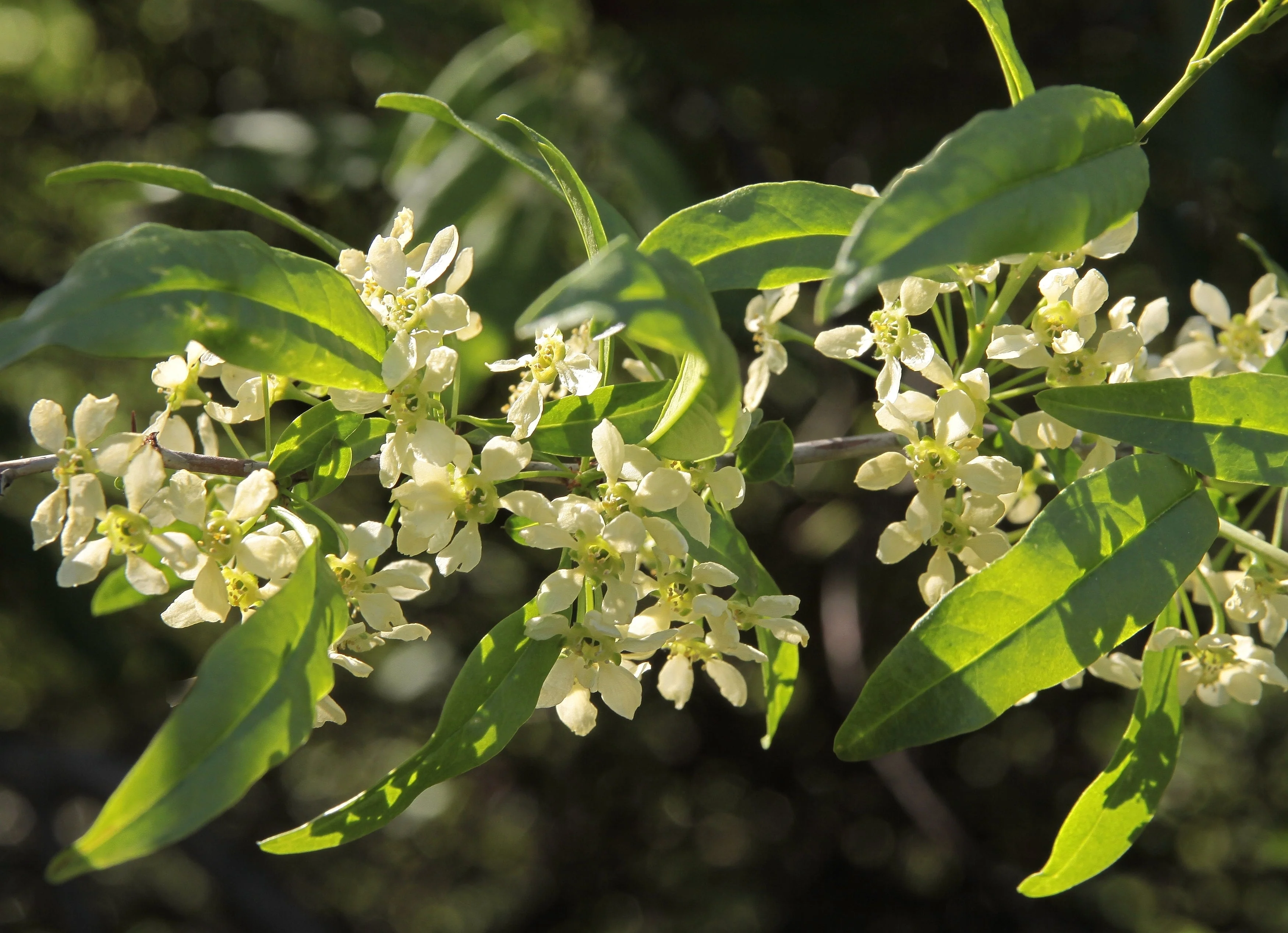 5 CHERRY PRINSEPIA Chinese Sinensis Edible Red Fruit Tree Shrub Flower Seeds - Image 5