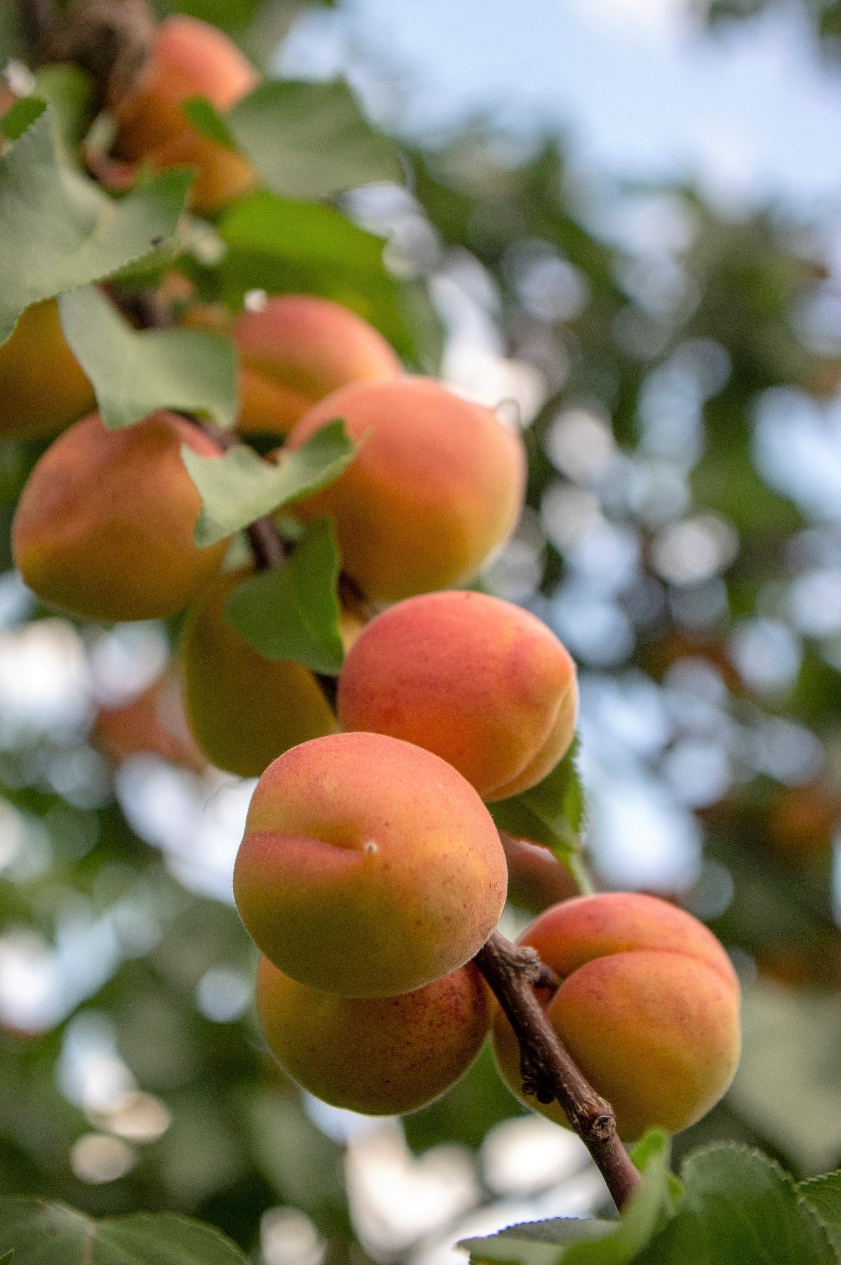 5 COMMON APRICOT Fruit Tree Prunus Armeniaca White Pink Flower Seeds - Image 10