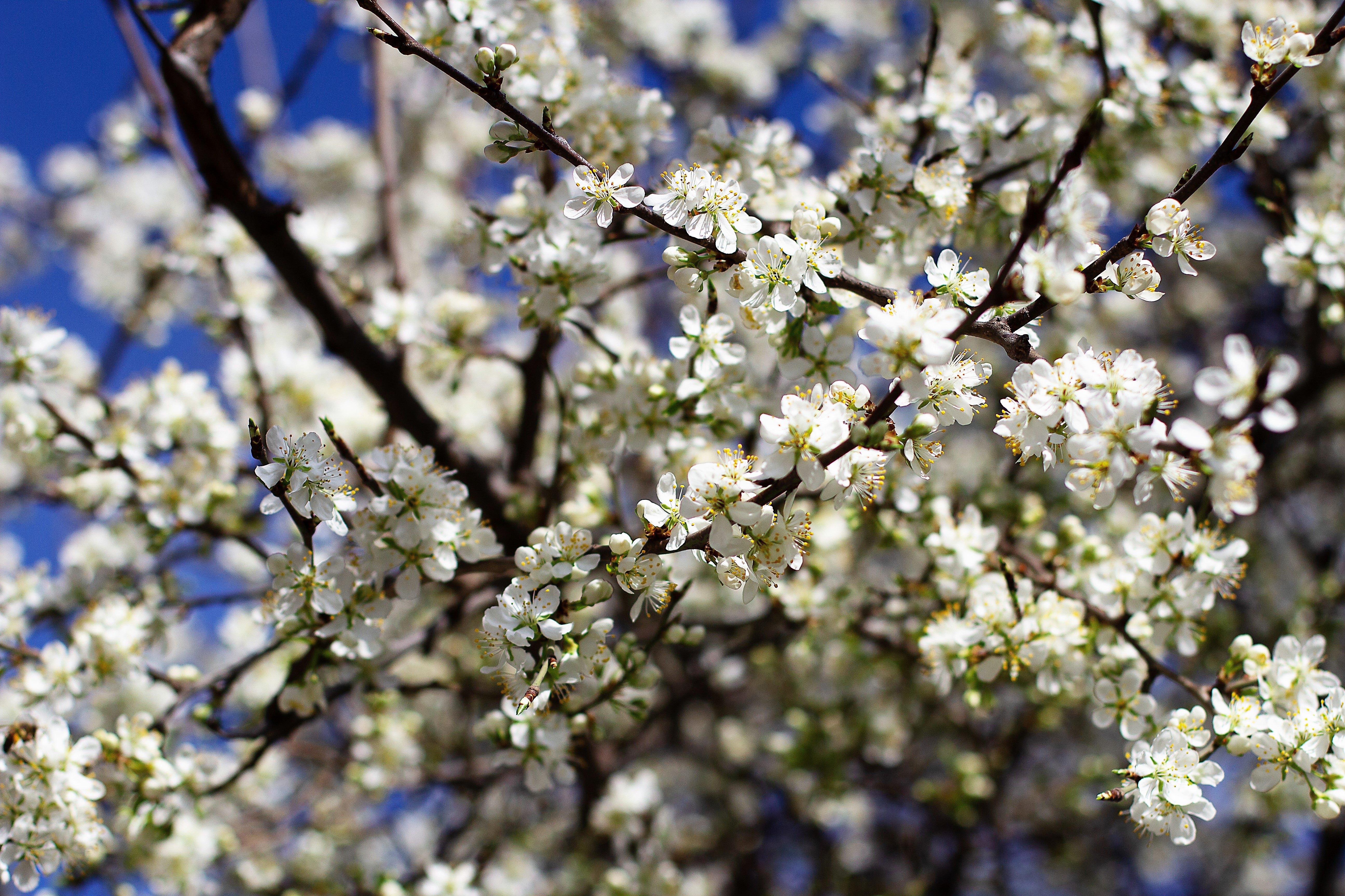5 COMMON APRICOT Fruit Tree Prunus Armeniaca White Pink Flower Seeds - Image 2