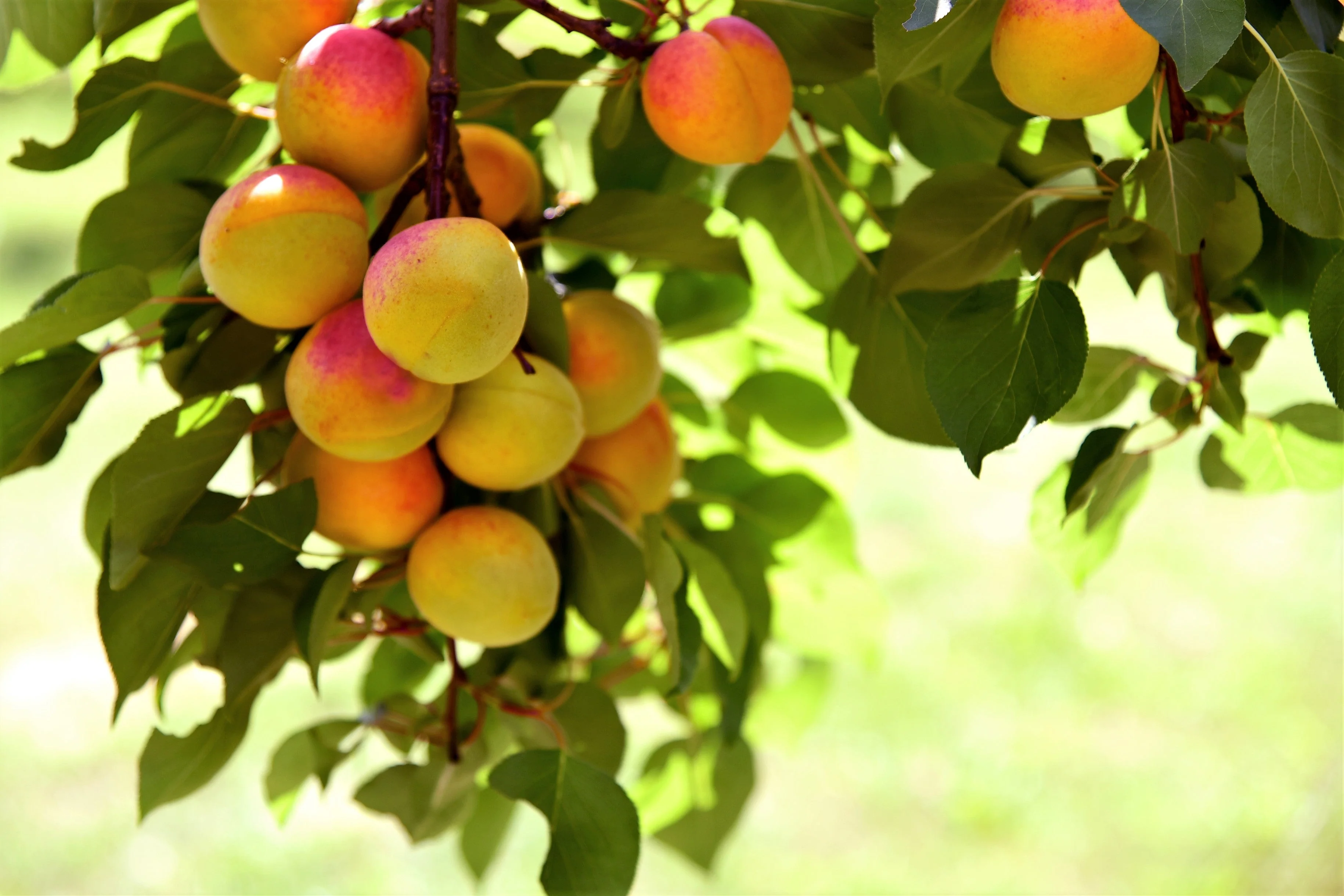 5 COMMON APRICOT Fruit Tree Prunus Armeniaca White Pink Flower Seeds - Image 3
