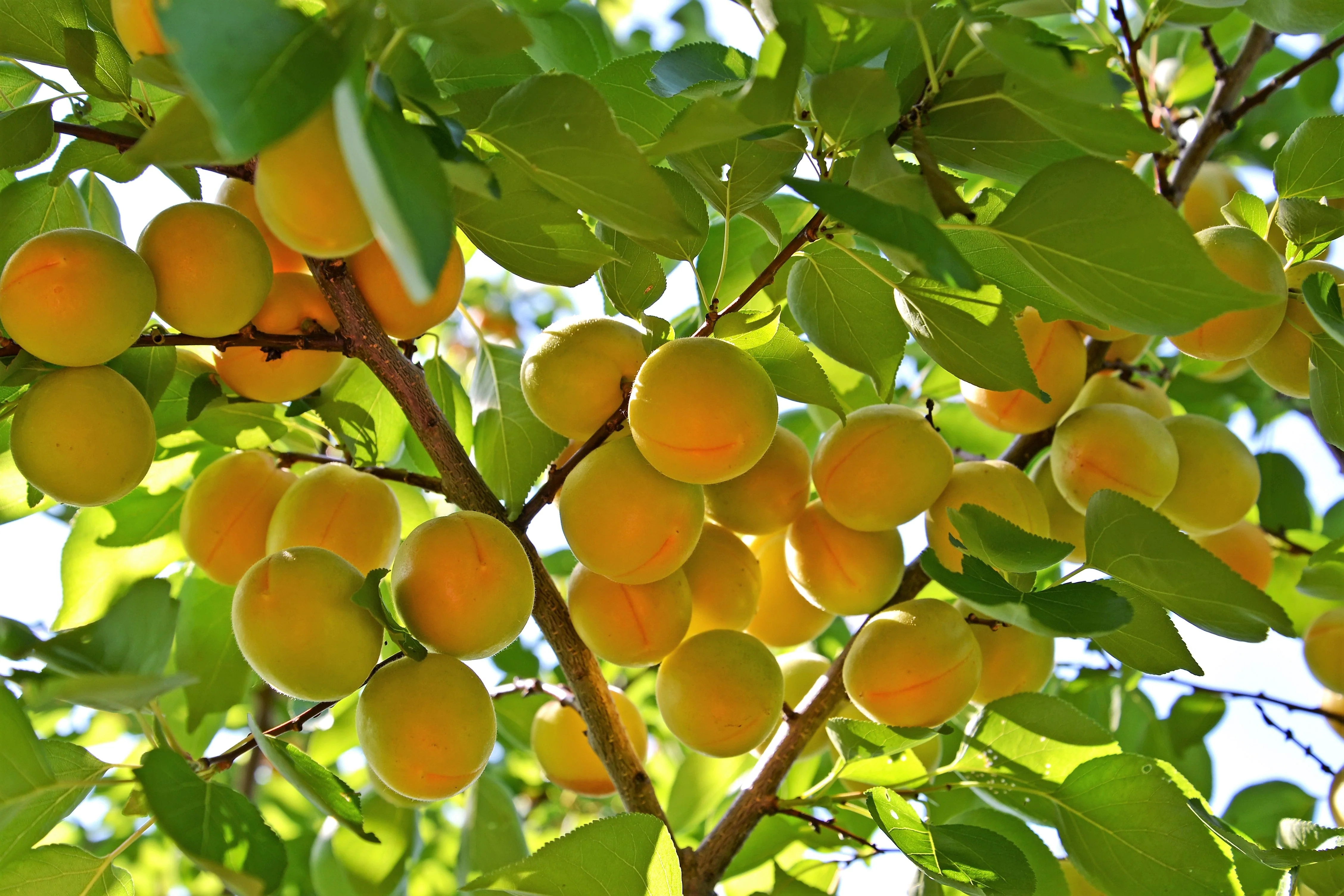 5 COMMON APRICOT Fruit Tree Prunus Armeniaca White Pink Flower Seeds - Image 4