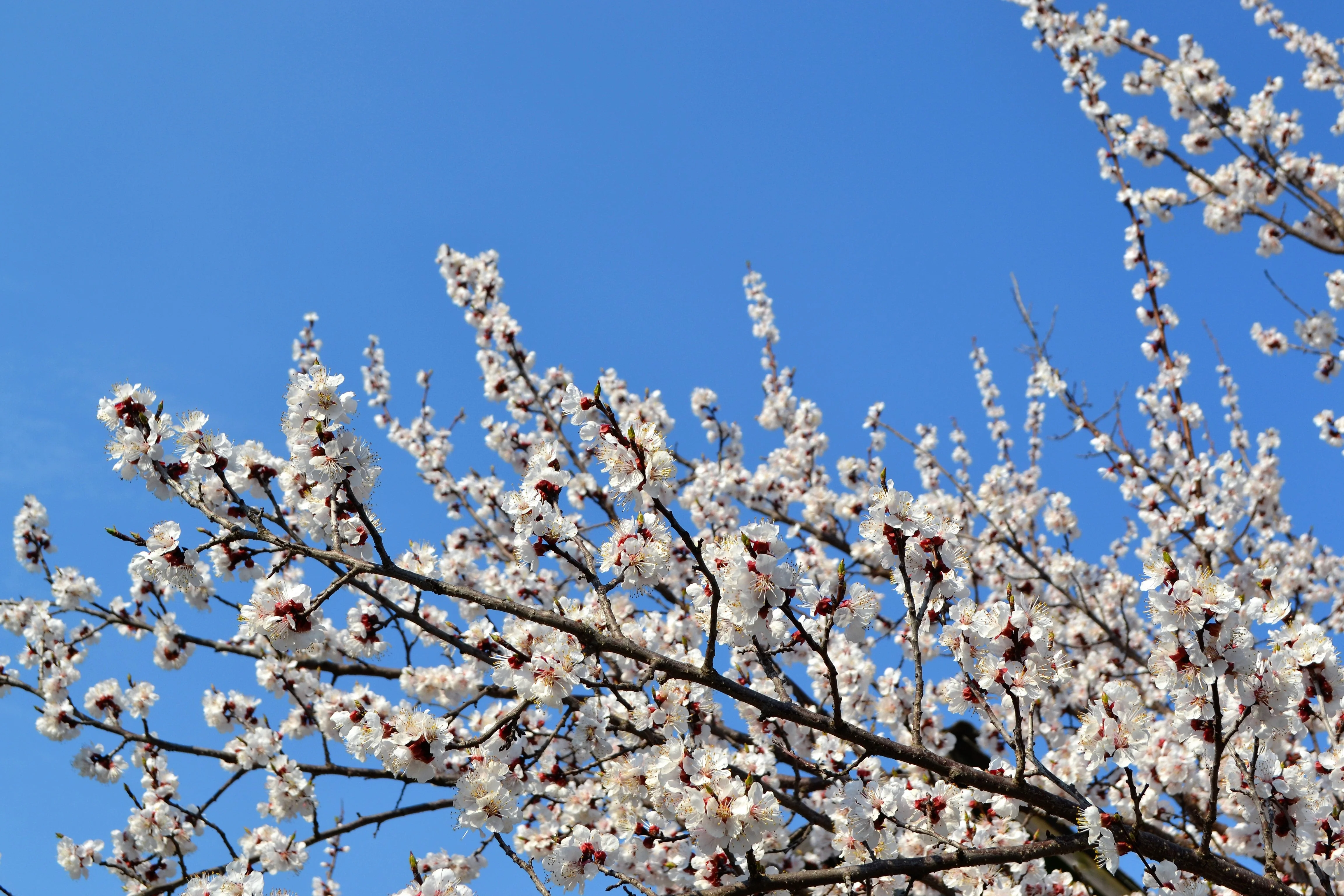 5 COMMON APRICOT Fruit Tree Prunus Armeniaca White Pink Flower Seeds - Image 5