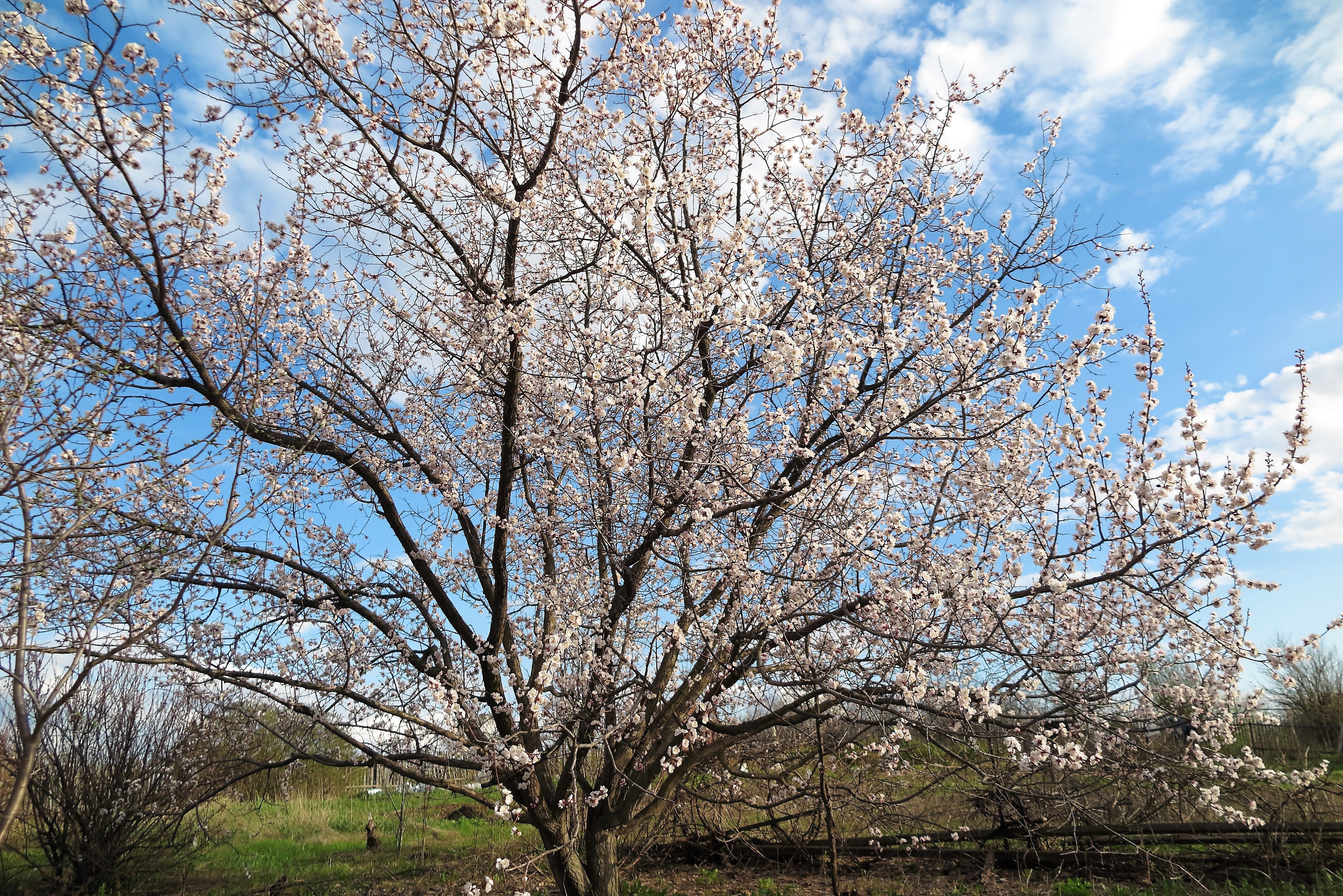 5 COMMON APRICOT Fruit Tree Prunus Armeniaca White Pink Flower Seeds - Image 6