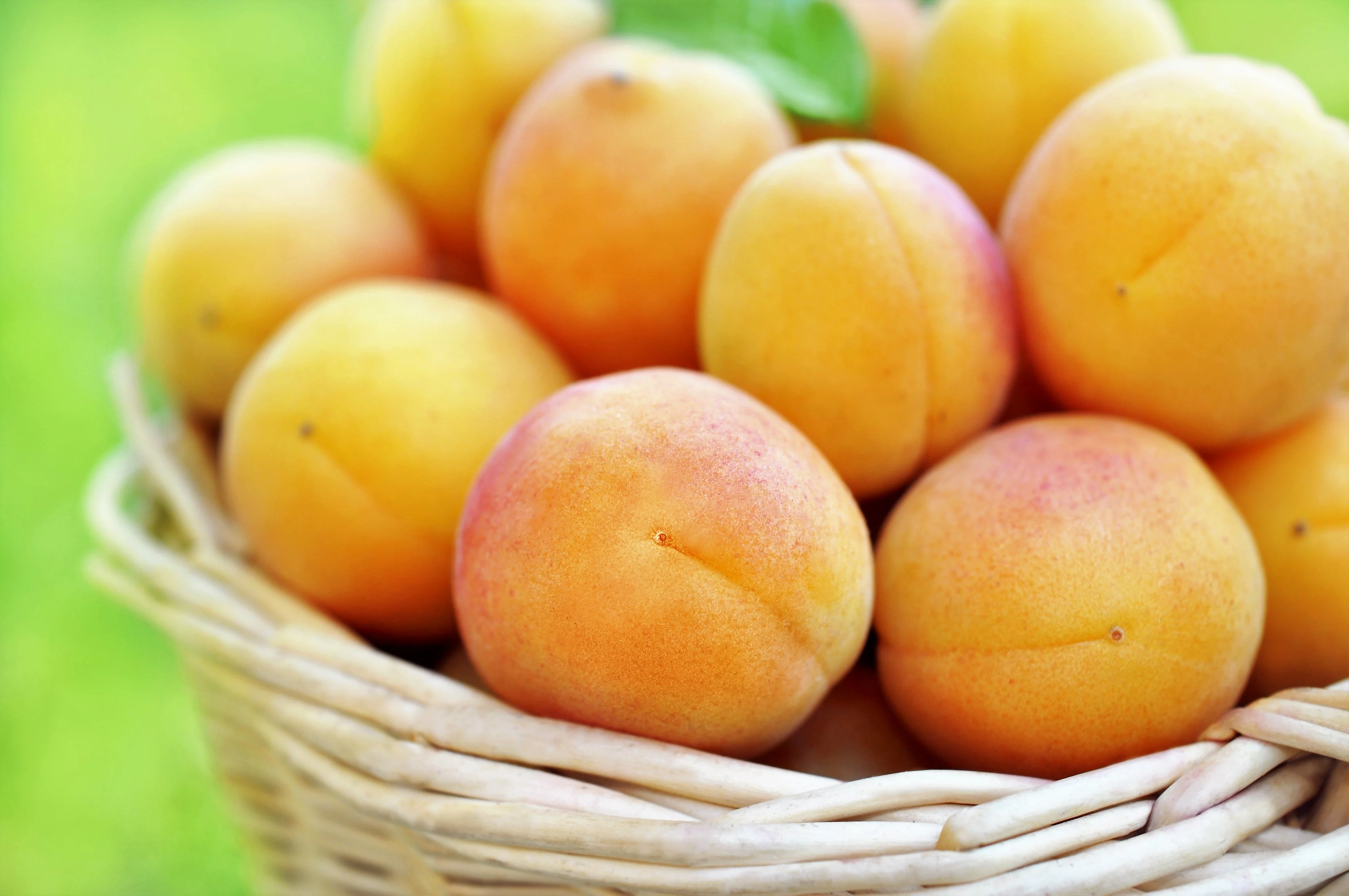 5 COMMON APRICOT Fruit Tree Prunus Armeniaca White Pink Flower Seeds - Image 7