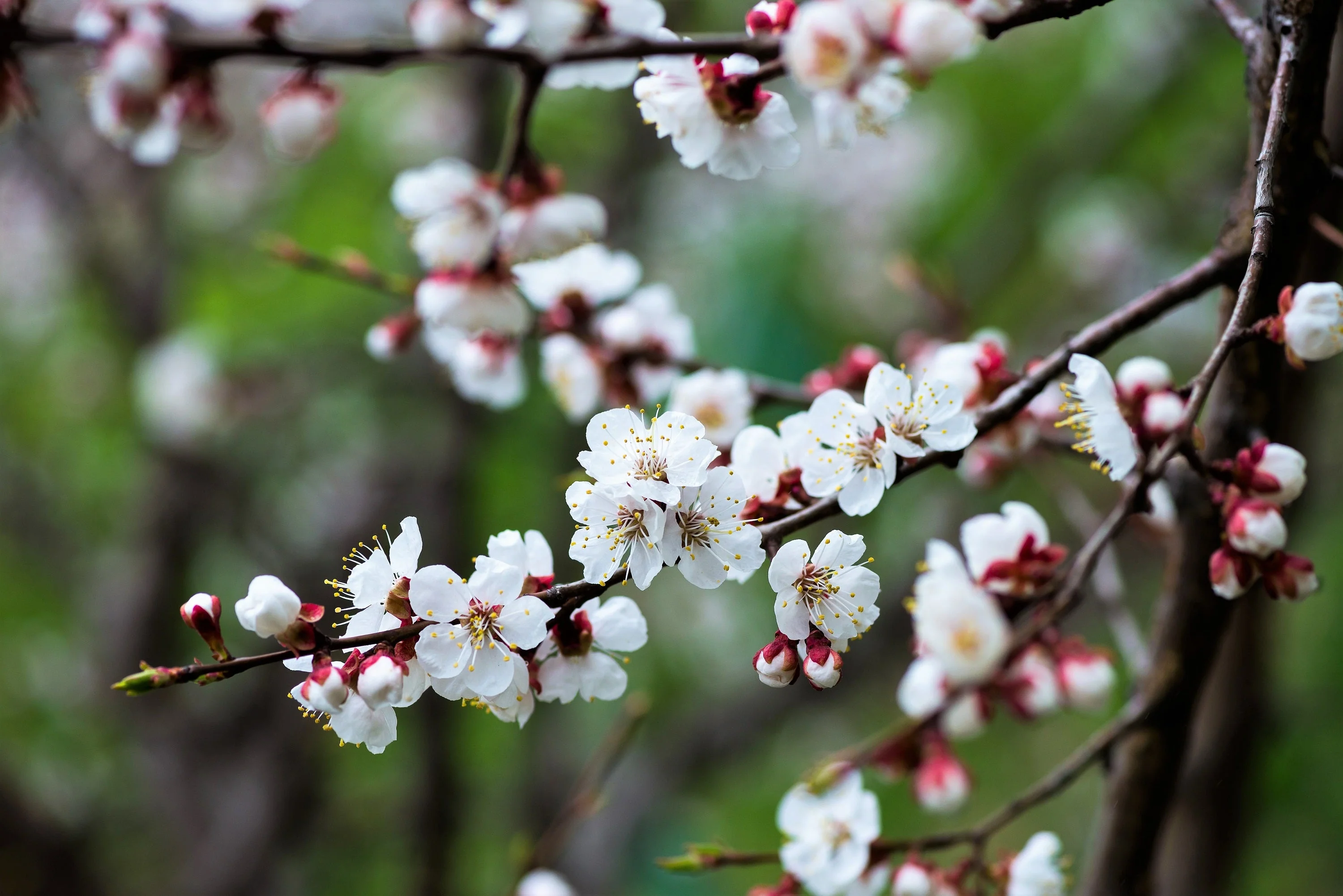 5 COMMON APRICOT Fruit Tree Prunus Armeniaca White Pink Flower Seeds - Image 8
