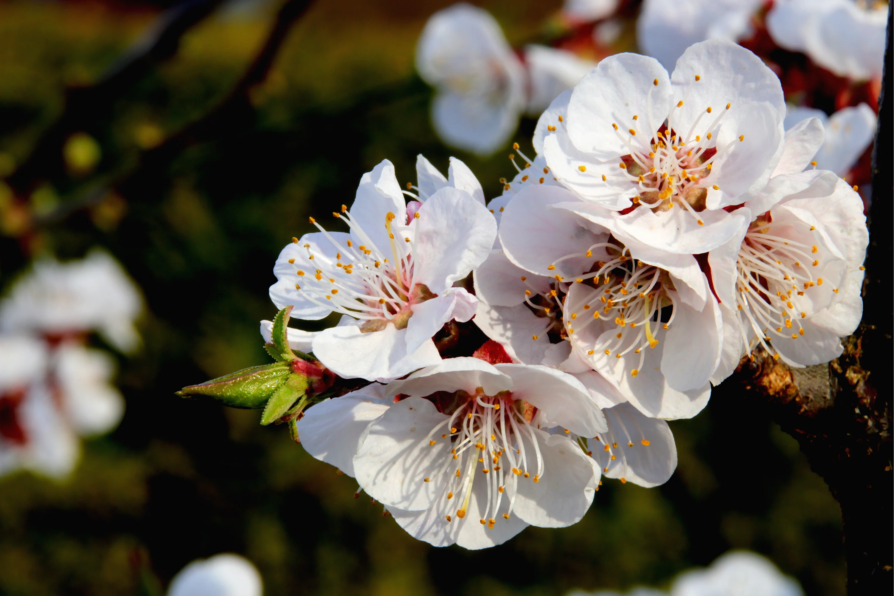 5 COMMON APRICOT Fruit Tree Prunus Armeniaca White Pink Flower Seeds - Image 9