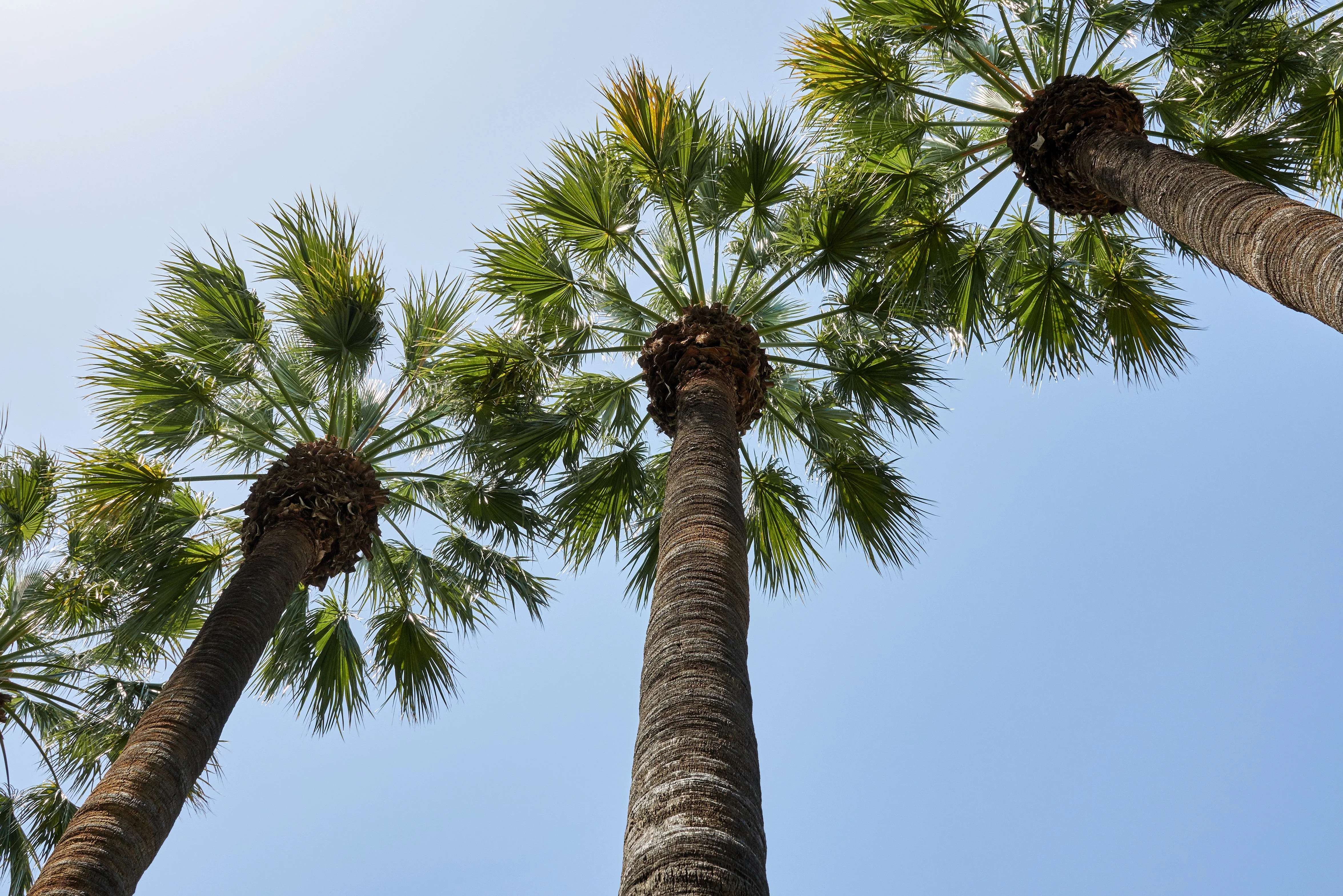 5 COMMON WINDMILL PALM Trachycarpus Fortunei Hardy Chusan Palm Tree Sun Shade Houseplant Seeds - Image 10