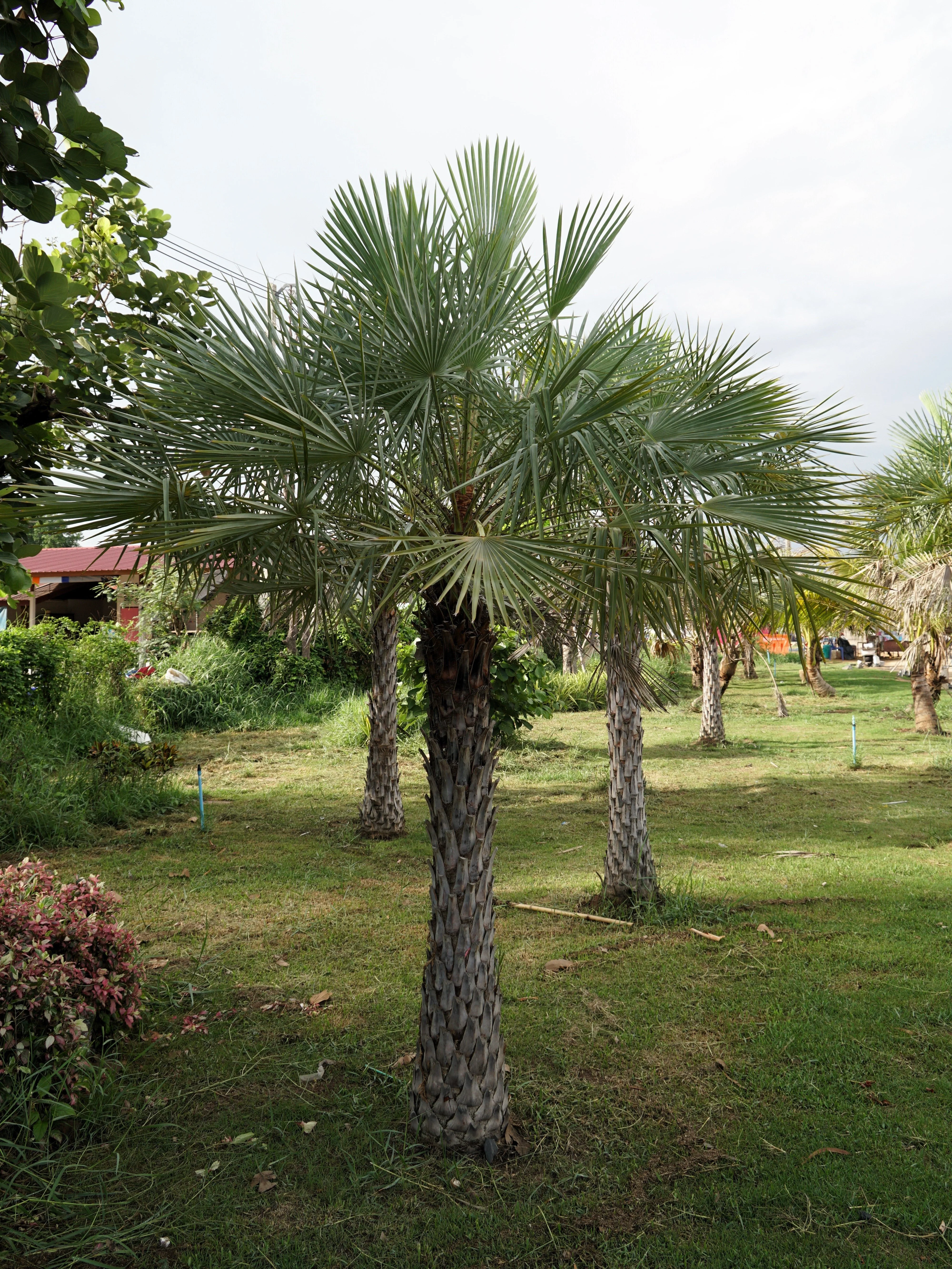 5 COMMON WINDMILL PALM Trachycarpus Fortunei Hardy Chusan Palm Tree Sun Shade Houseplant Seeds - Image 12