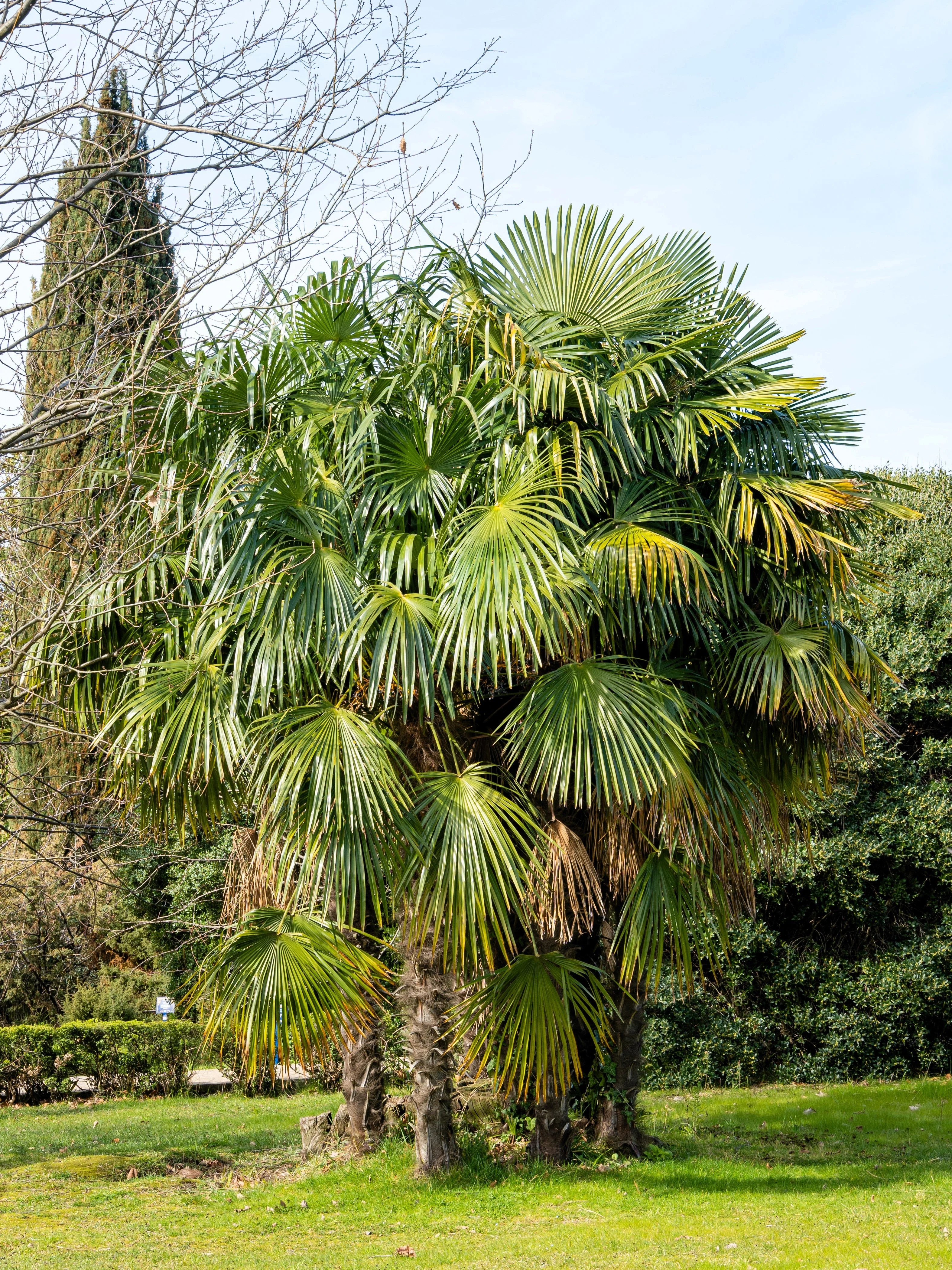 5 COMMON WINDMILL PALM Trachycarpus Fortunei Hardy Chusan Palm Tree Sun Shade Houseplant Seeds - Image 13