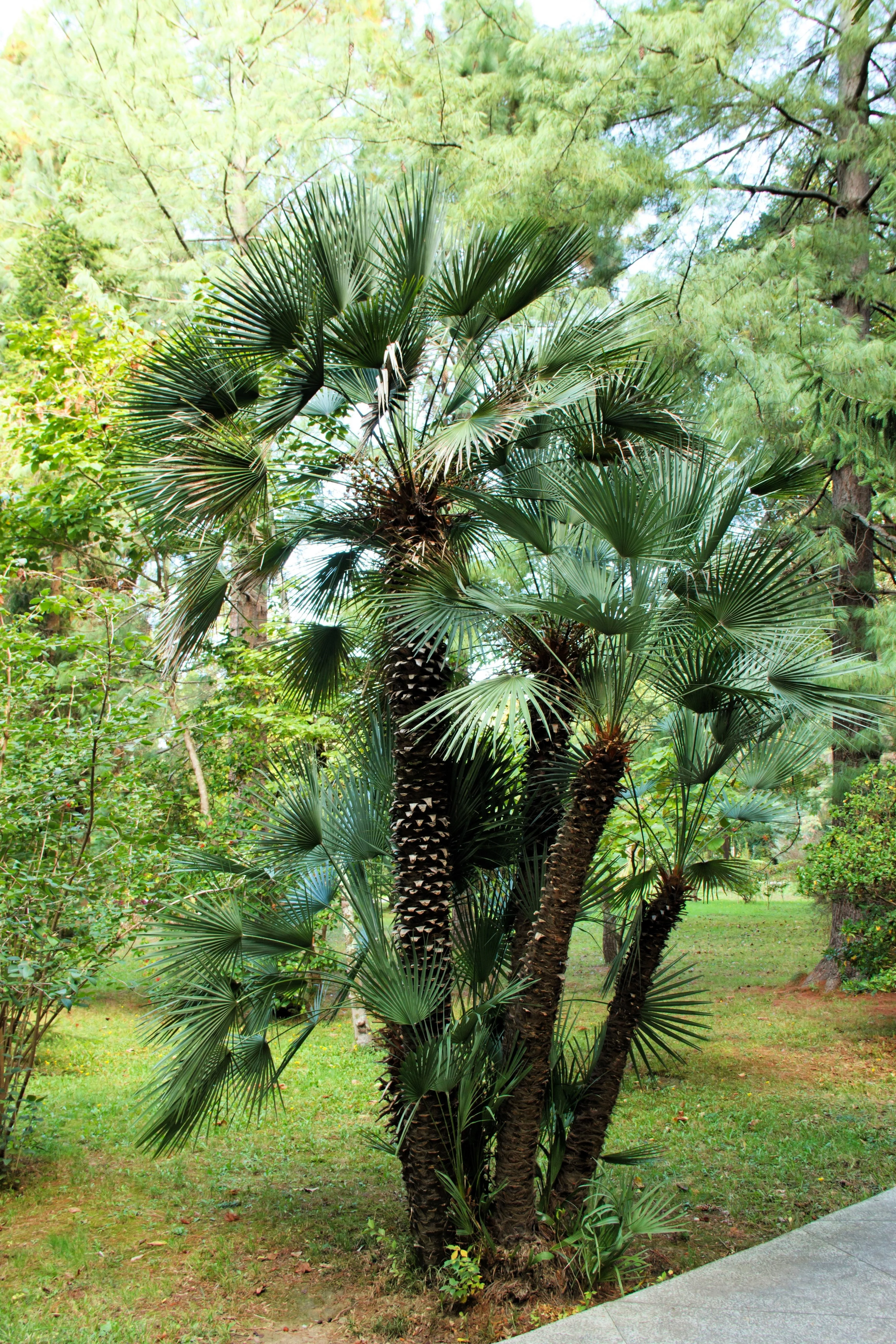 5 COMMON WINDMILL PALM Trachycarpus Fortunei Hardy Chusan Palm Tree Sun Shade Houseplant Seeds - Image 2